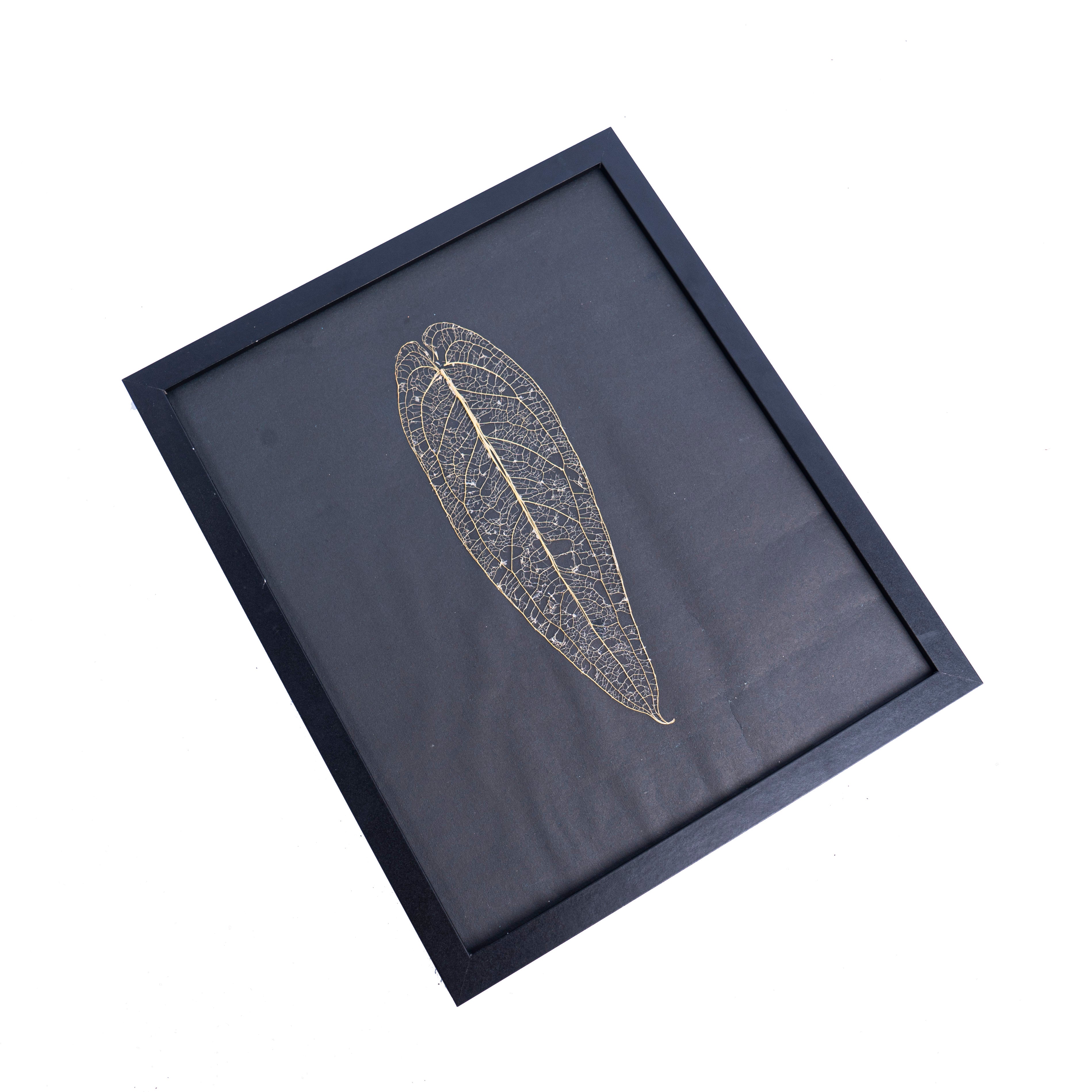 Leaf skeleton - (Anthurium Warocqueanum) - Aroidmarket