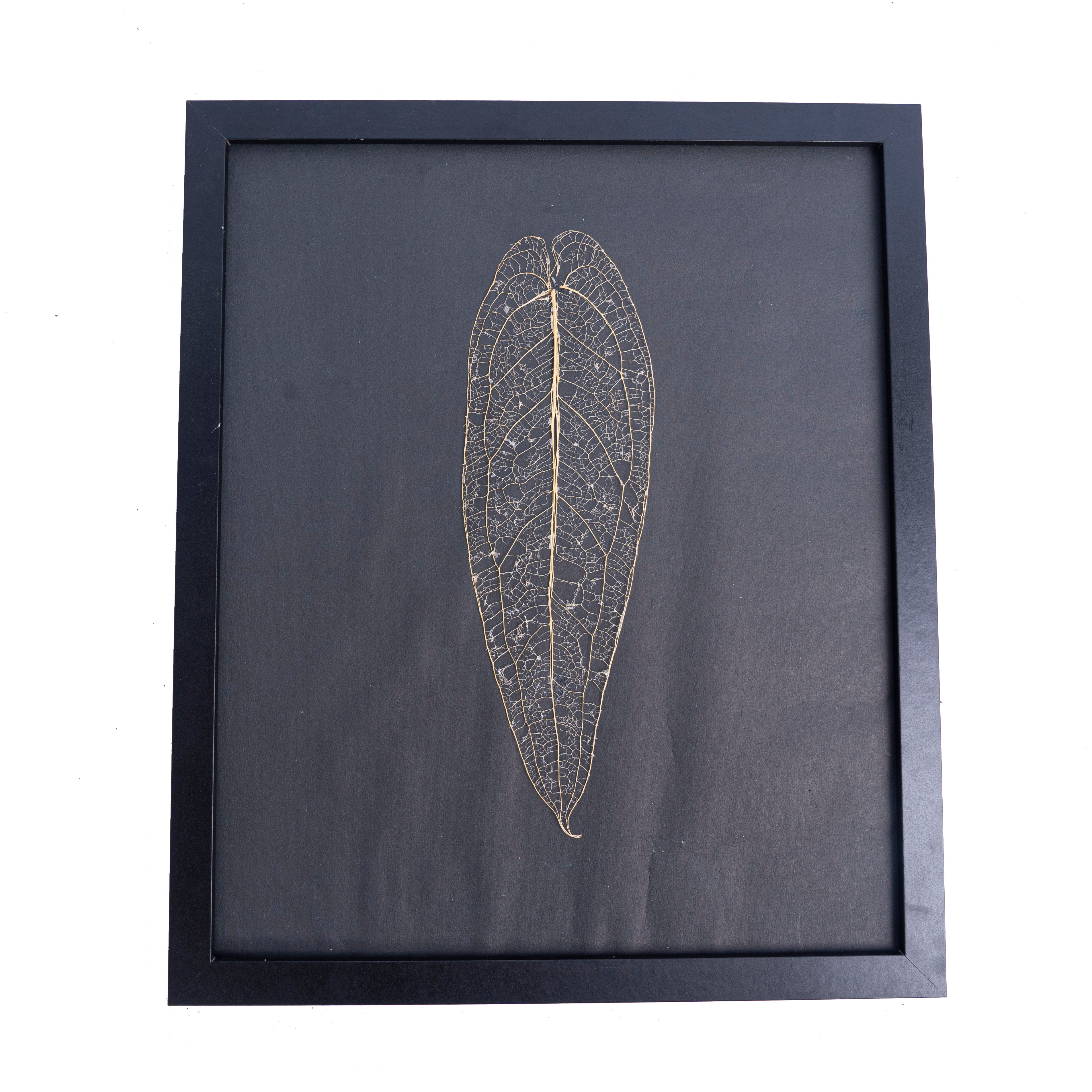 Leaf skeleton - (Anthurium Warocqueanum) - Aroidmarket