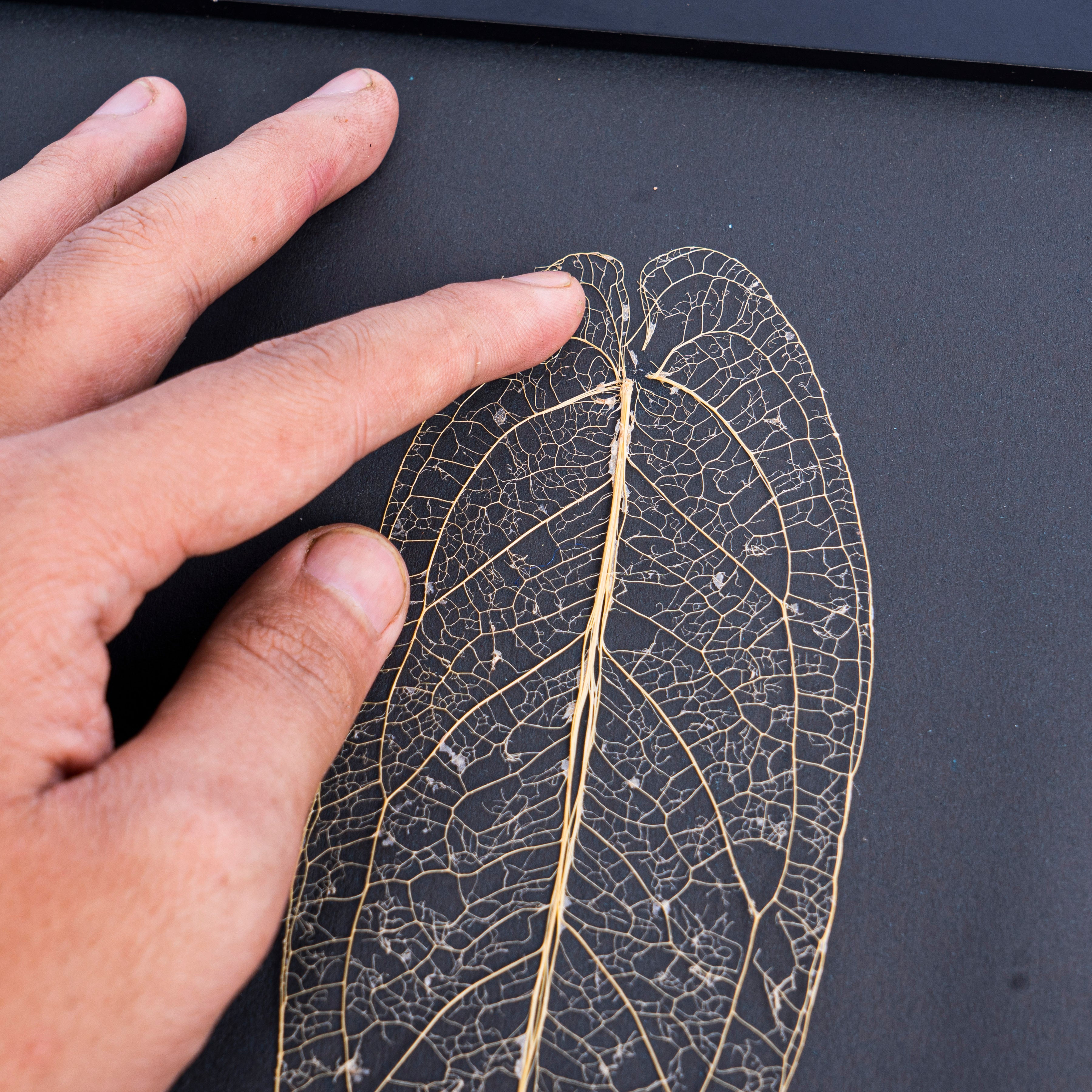 Leaf skeleton - (Anthurium Warocqueanum) - Aroidmarket