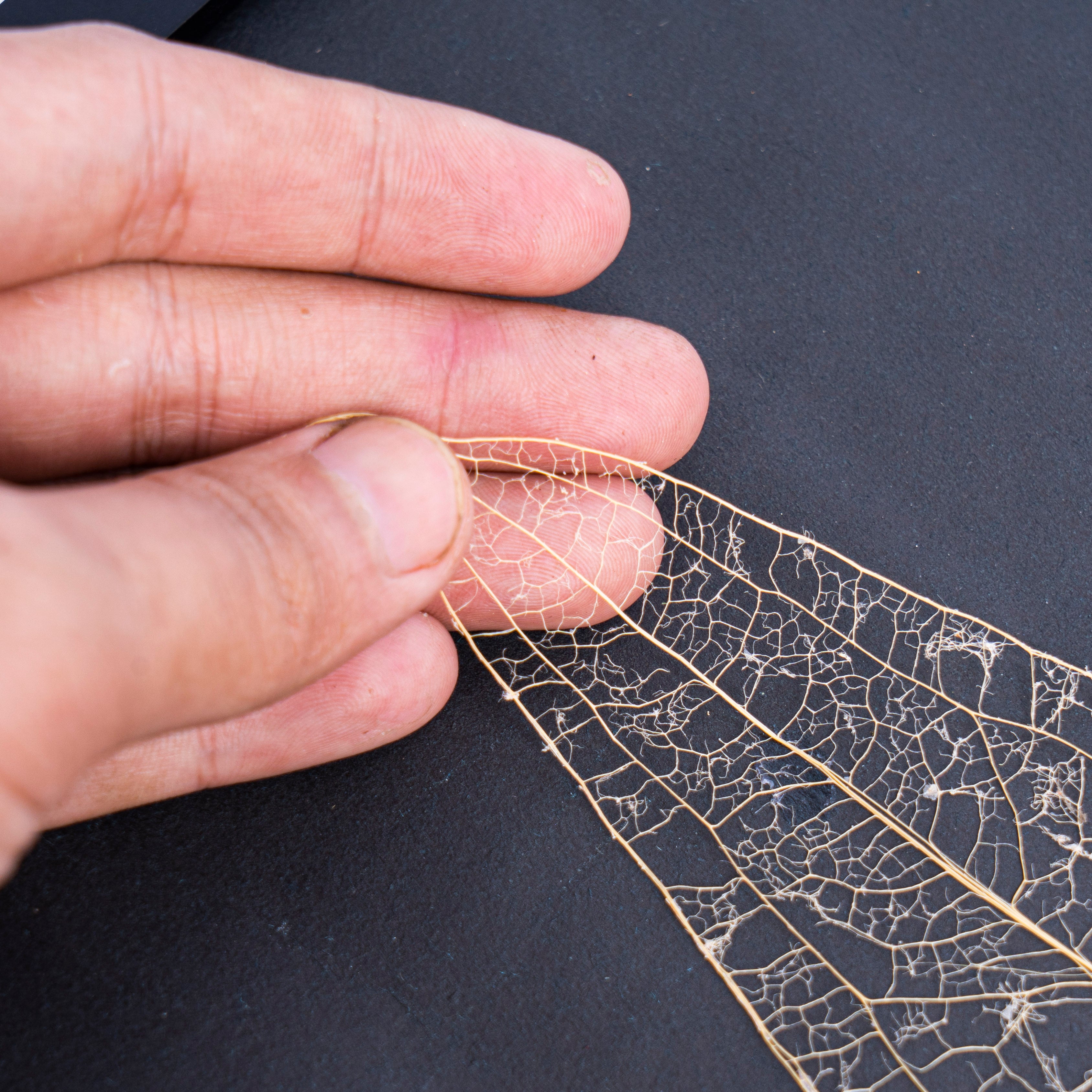 Leaf skeleton - (Anthurium Warocqueanum) - Aroidmarket