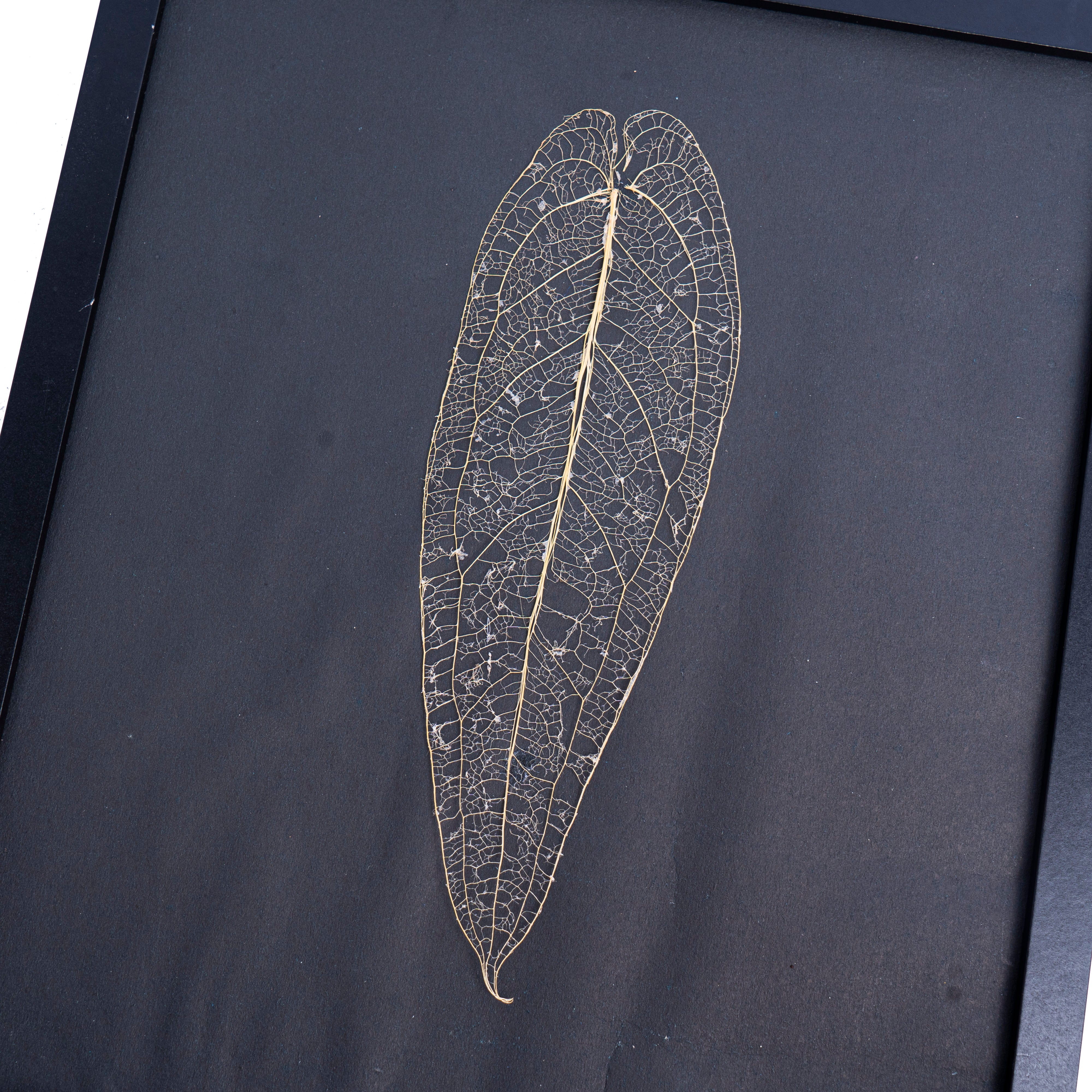 Leaf skeleton - (Anthurium Warocqueanum) - Aroidmarket
