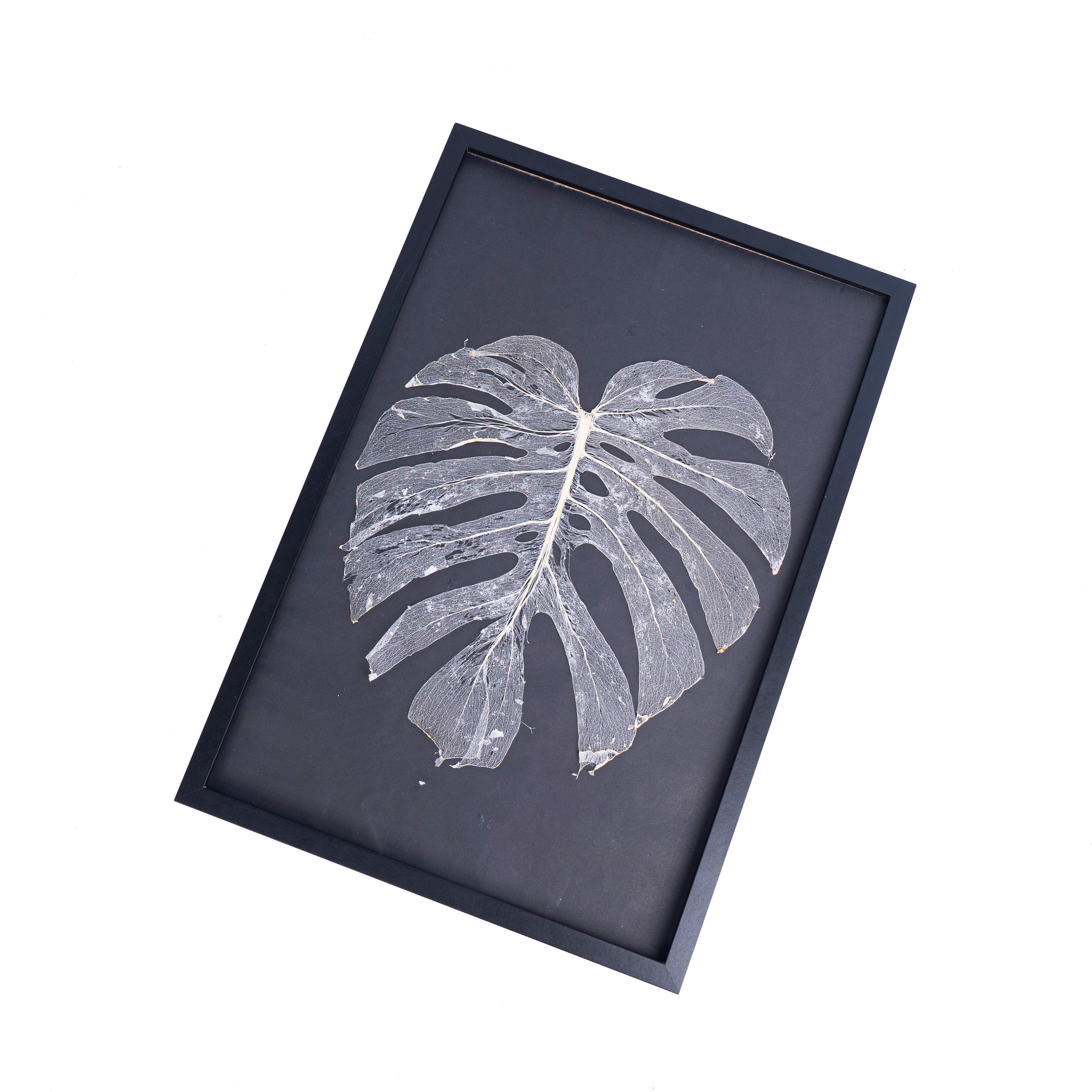 Leaf skeleton - (Monstera 12 fenestrations) - Aroidmarket