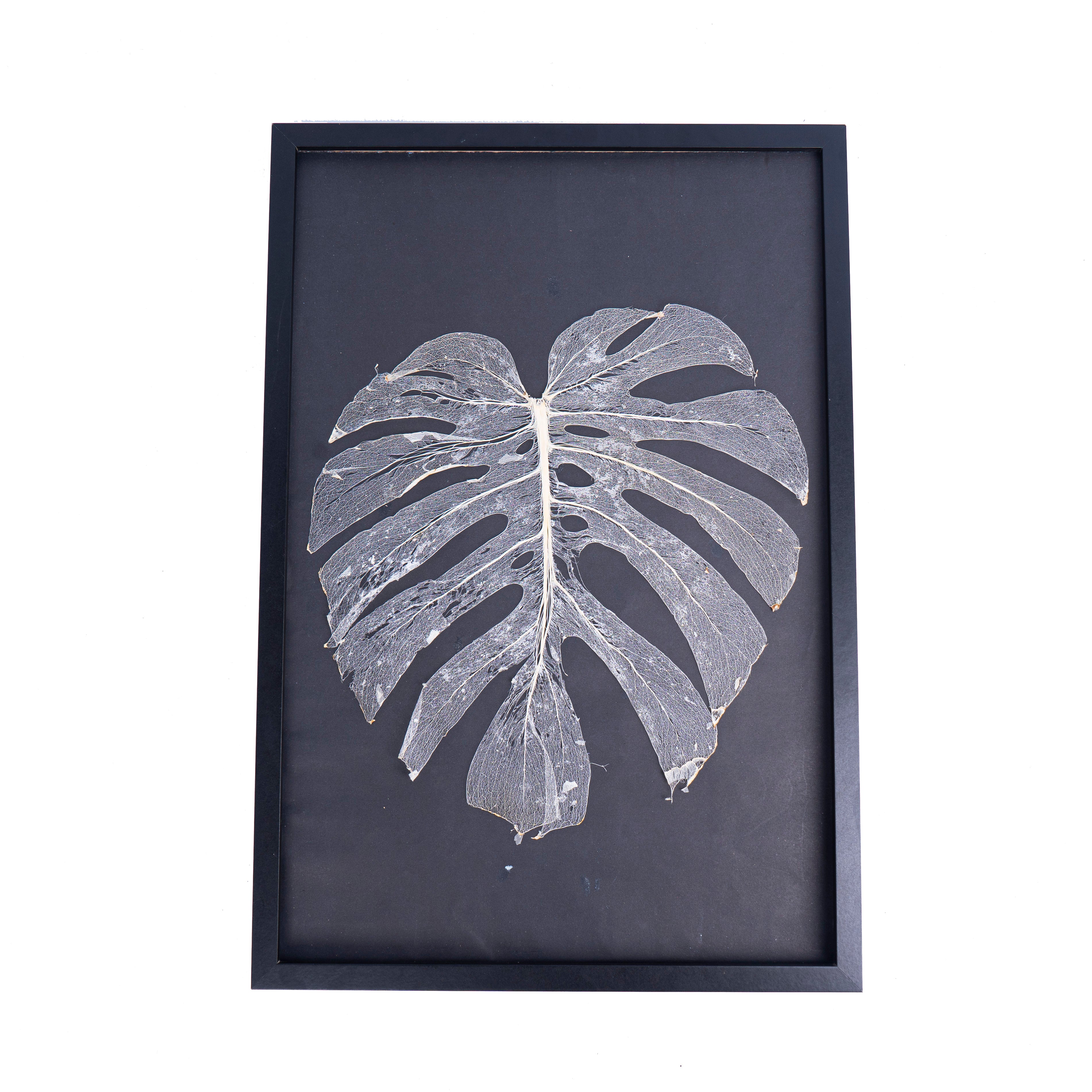 Leaf skeleton - (Monstera 12 fenestrations) - Aroidmarket