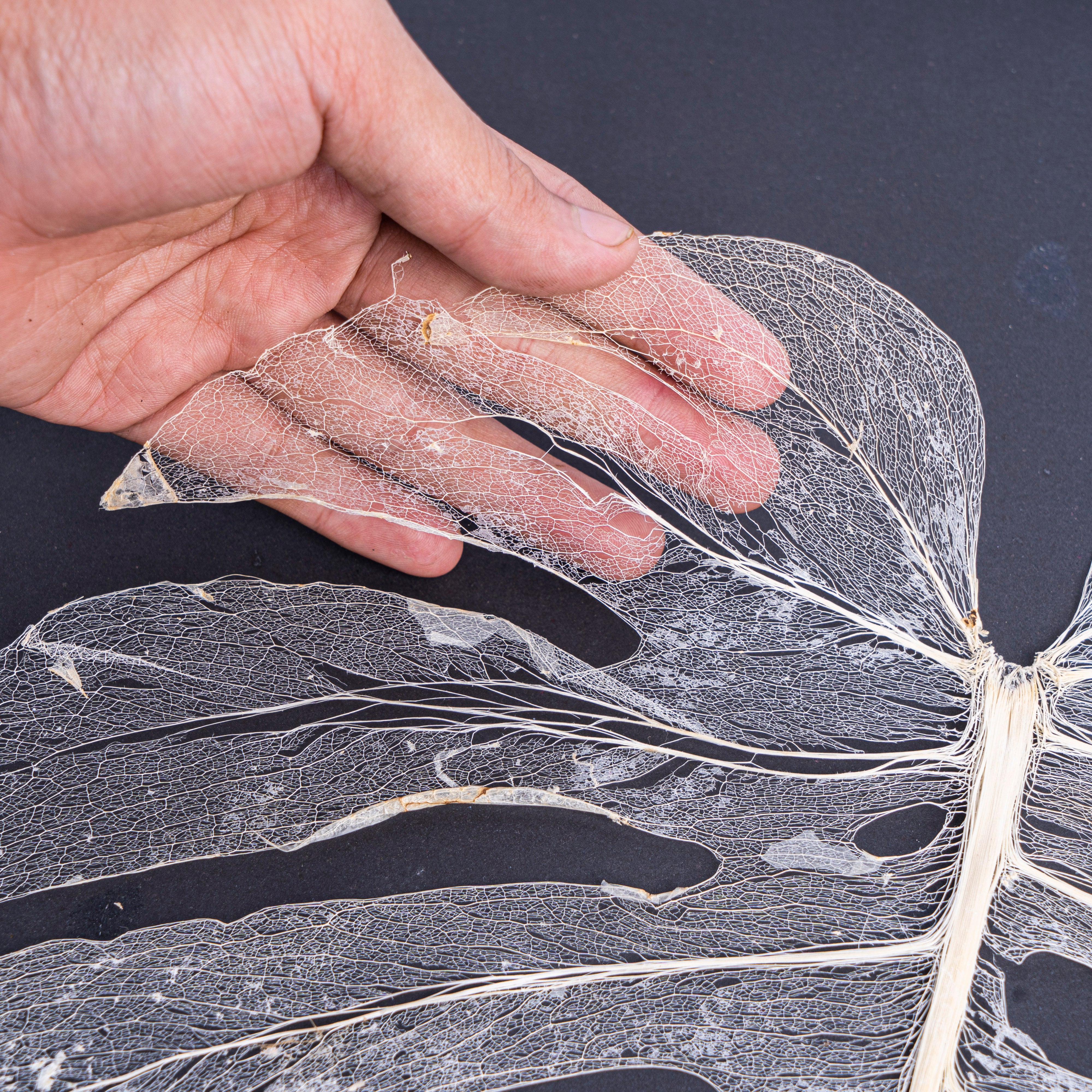 Leaf skeleton - (Monstera 12 fenestrations) - Aroidmarket
