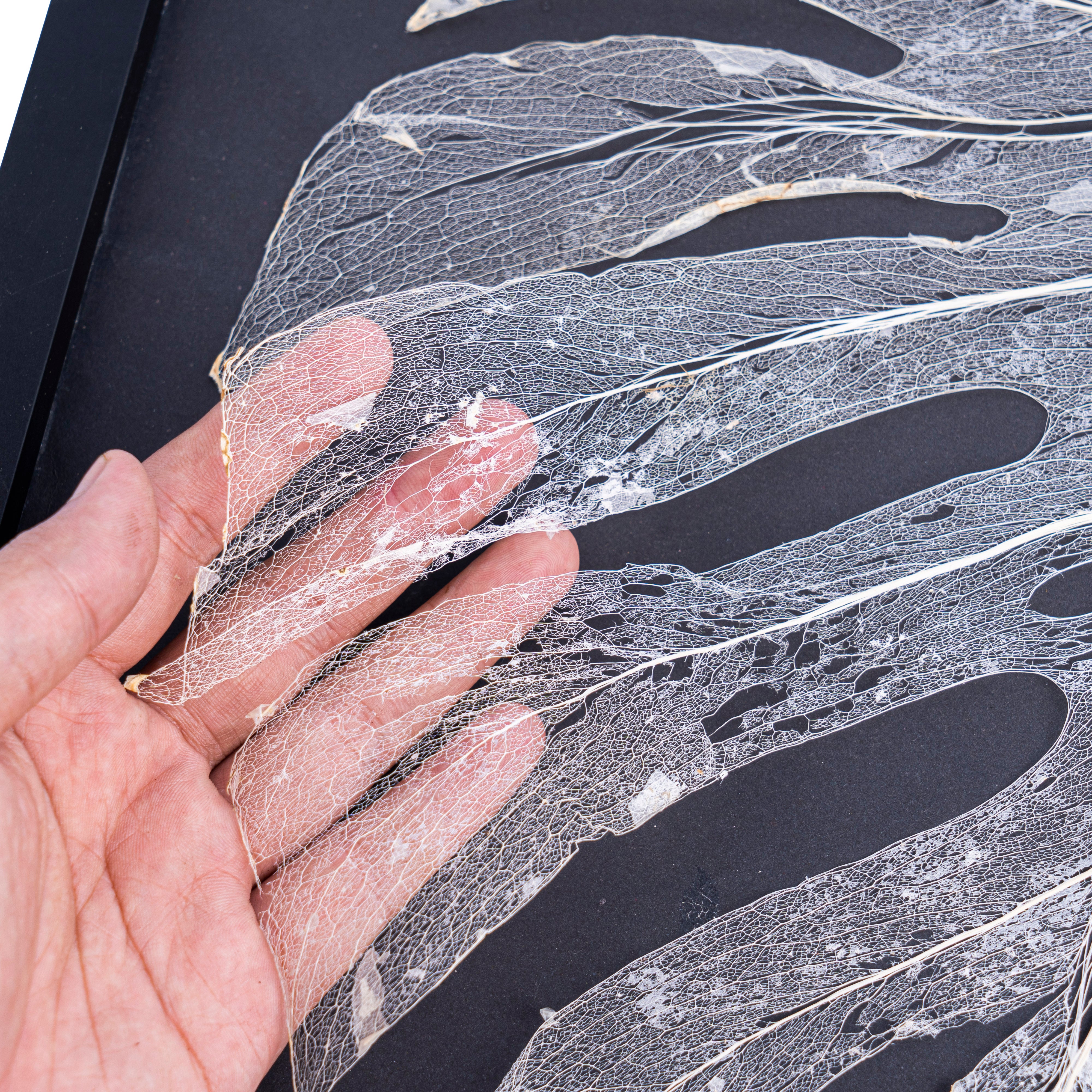 Leaf skeleton - (Monstera 12 fenestrations) - Aroidmarket