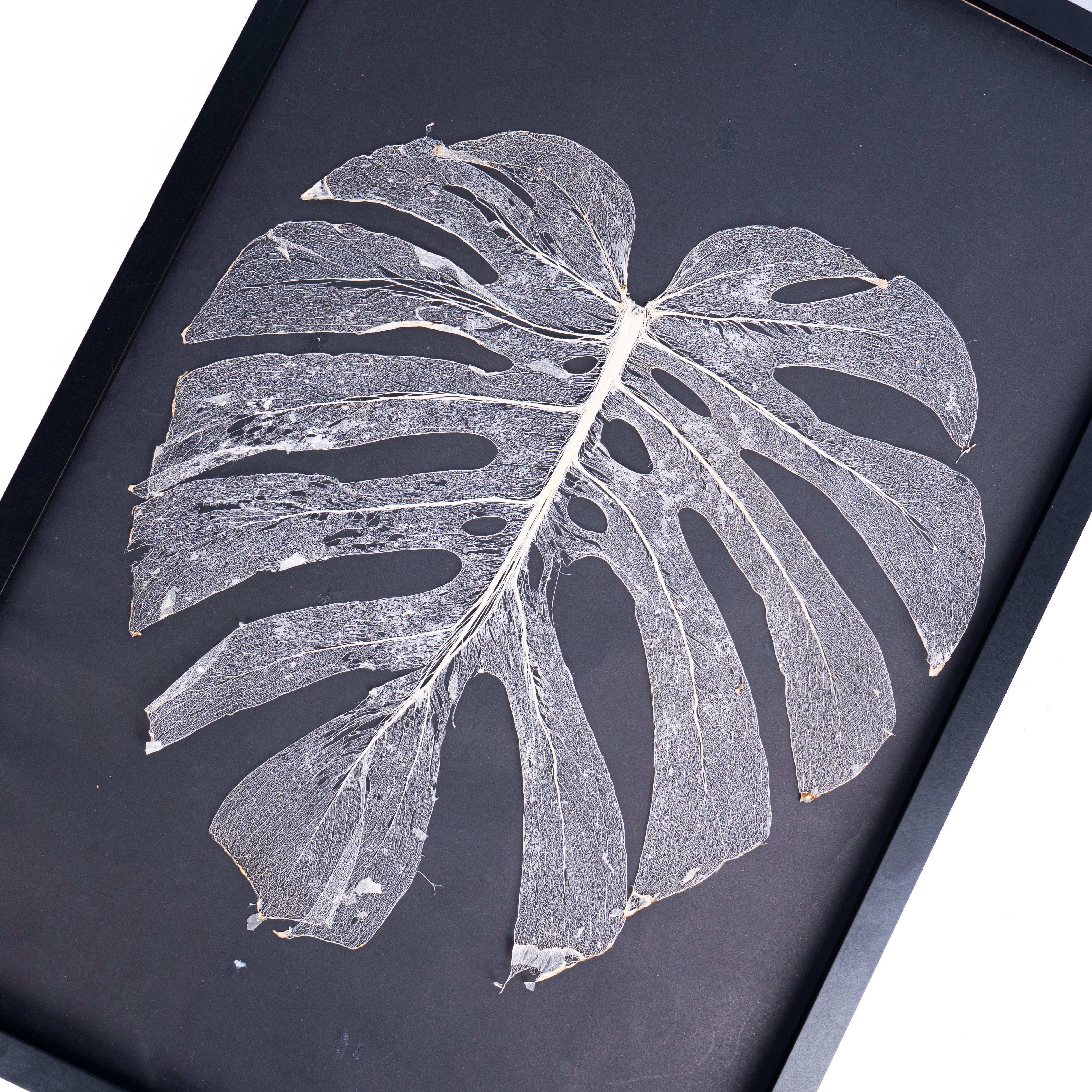 Leaf skeleton - (Monstera 12 fenestrations) - Aroidmarket