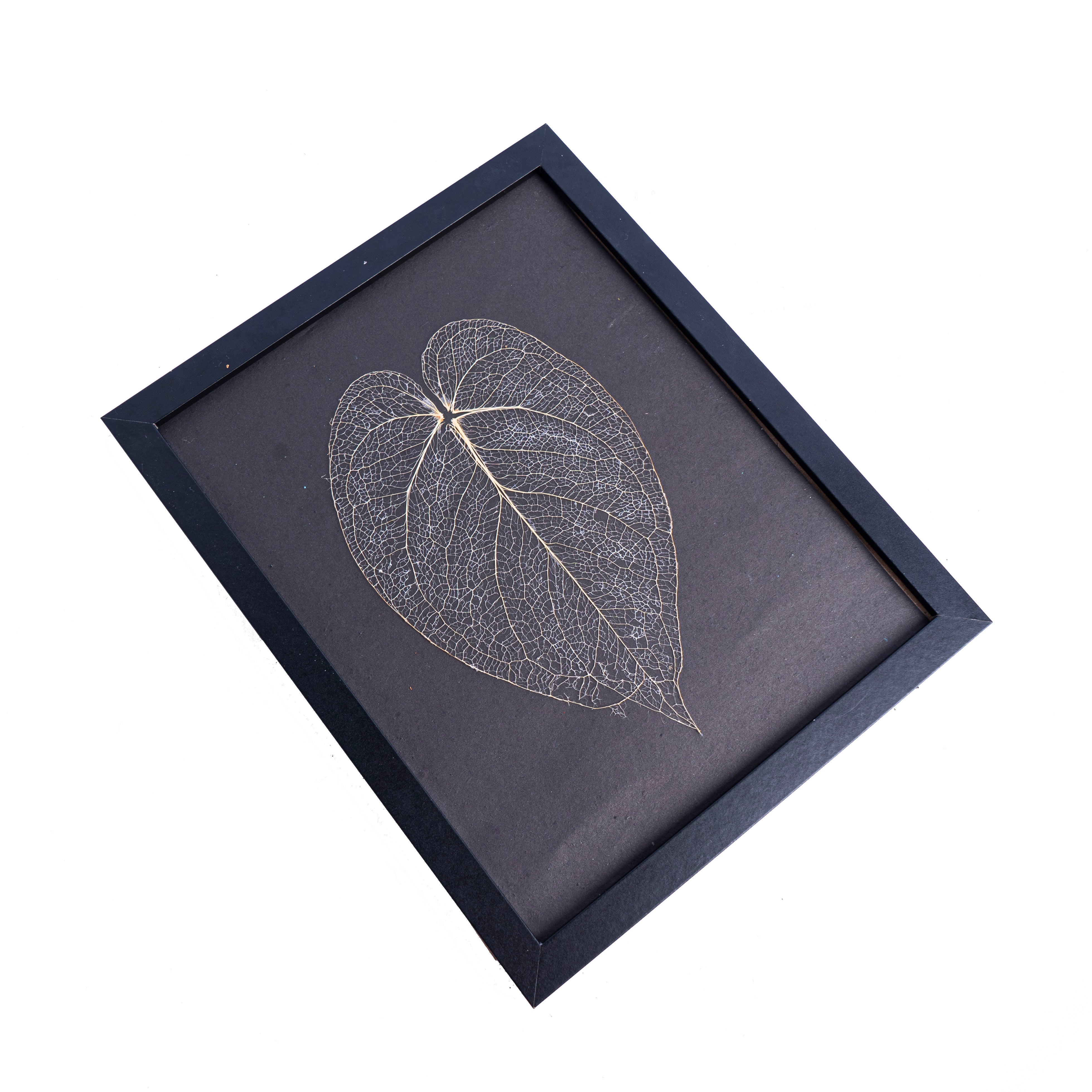 anthurium leaf skeleton Leaf skeleton - (Anthurium Magnificum Verde)