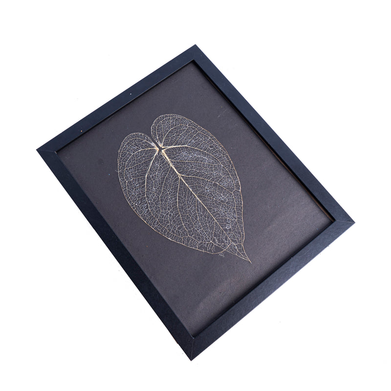 Leaf skeleton - (Anthurium Magnificum Verde) - Aroidmarket