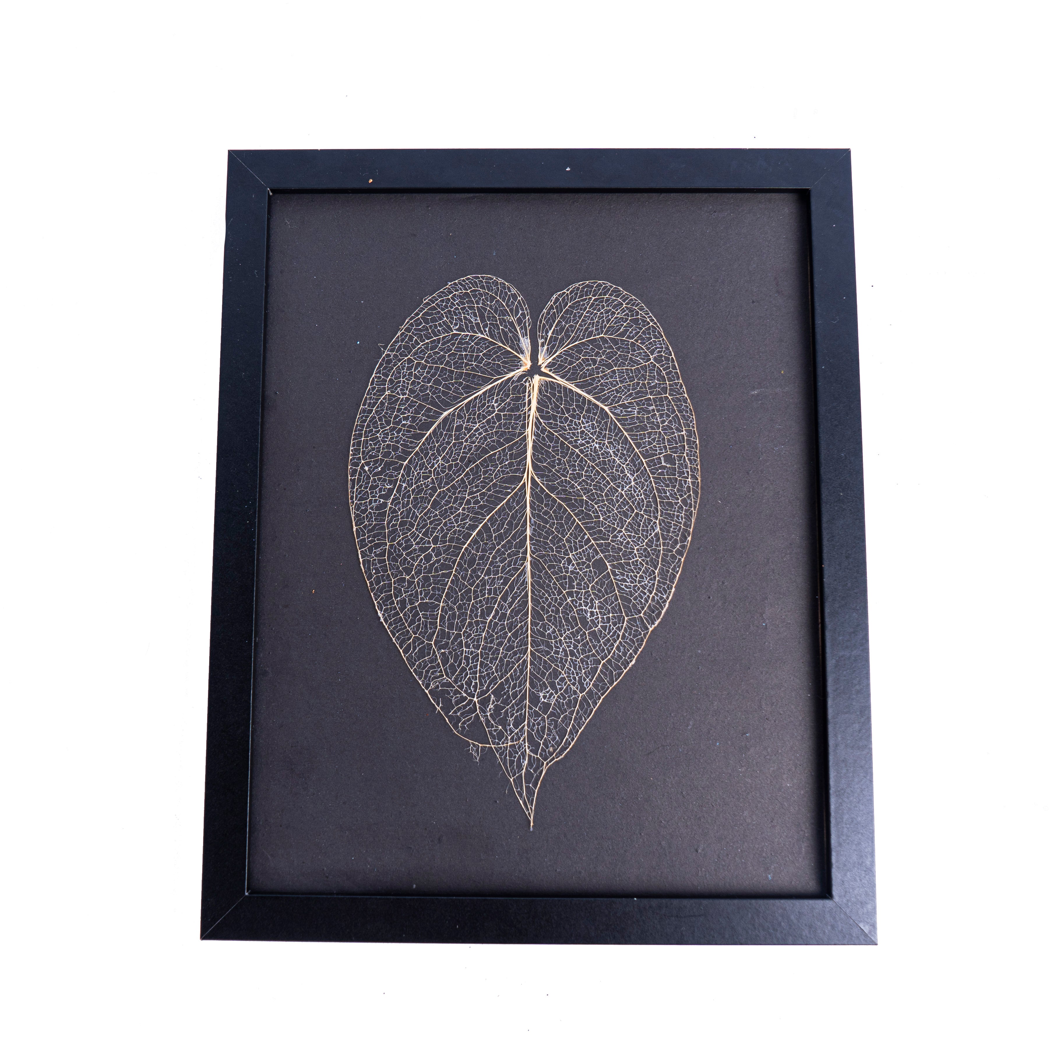 Leaf skeleton - (Anthurium Magnificum Verde) - Aroidmarket