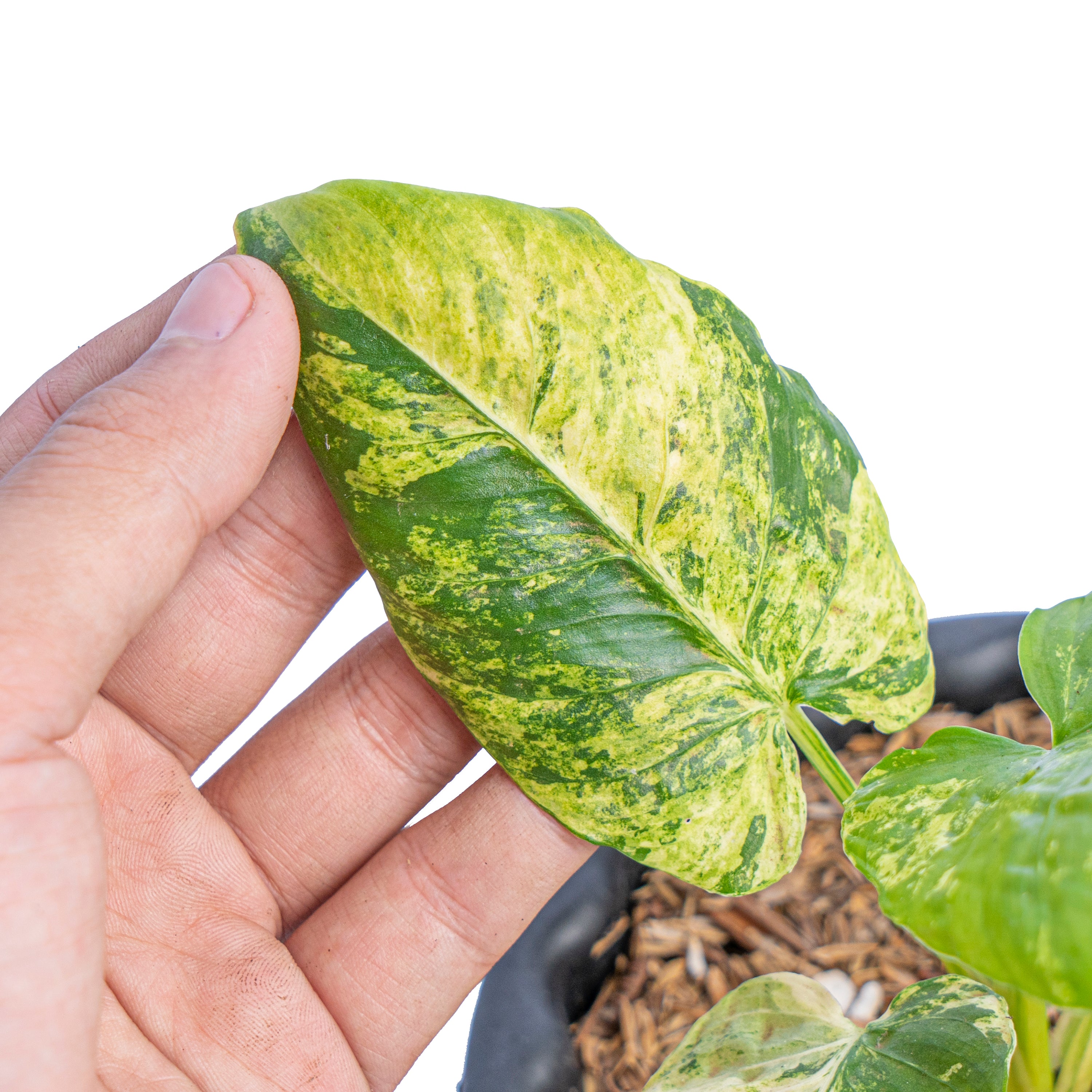 Homalomena aurea variegated Sp java