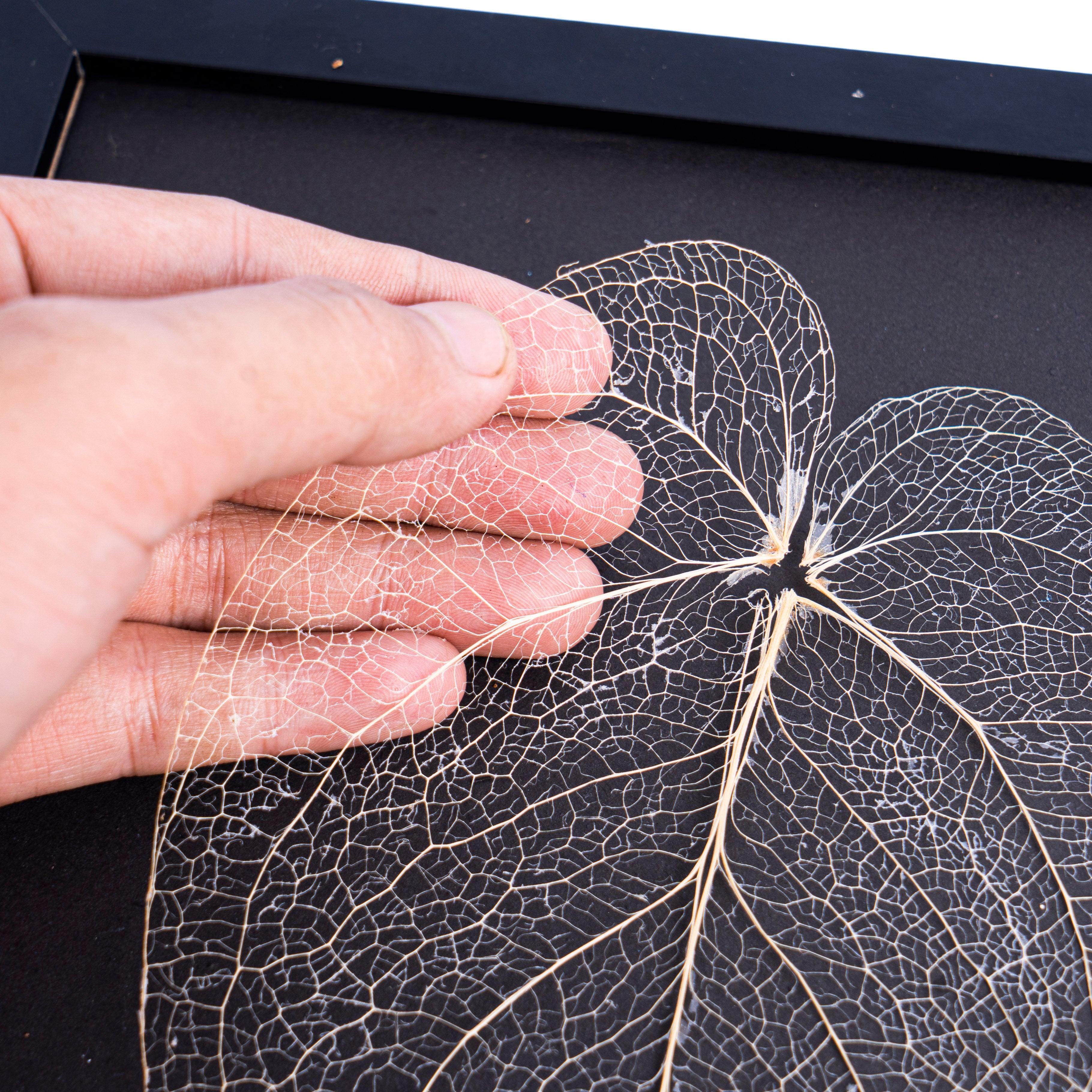 anthurium leaf skeleton Leaf skeleton - (Anthurium Magnificum Verde)