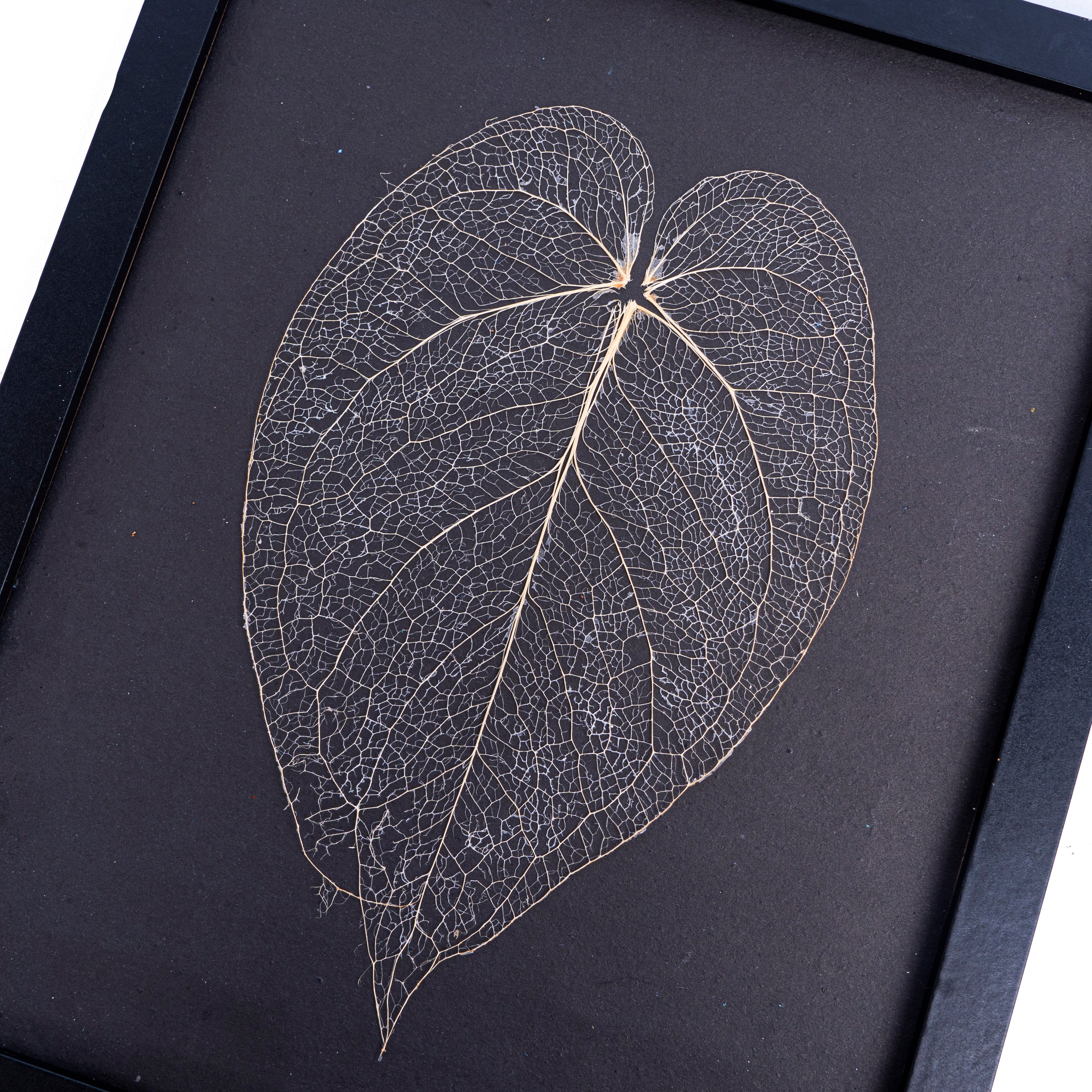 Leaf skeleton - (Anthurium Magnificum Verde) - Aroidmarket