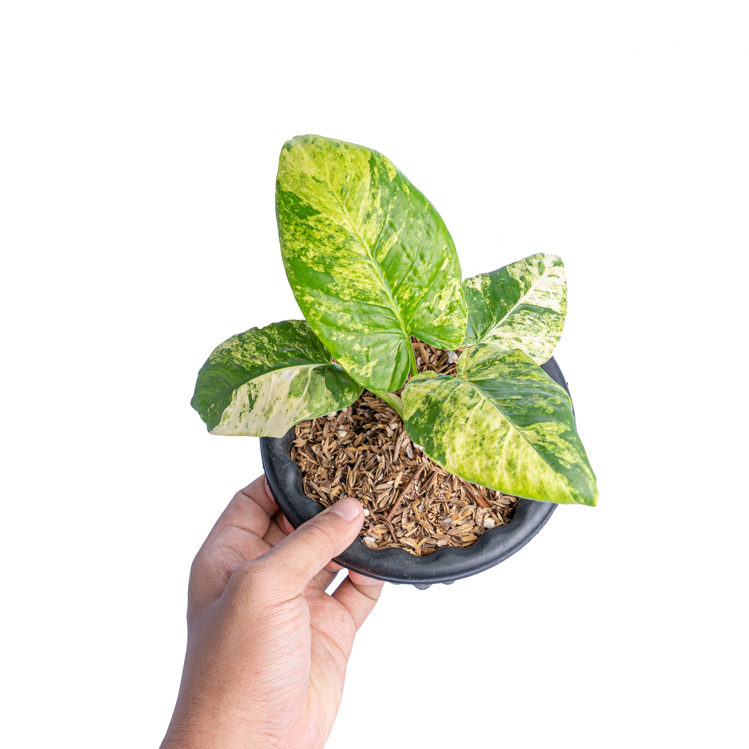 Homalomena aurea variegated Sp java