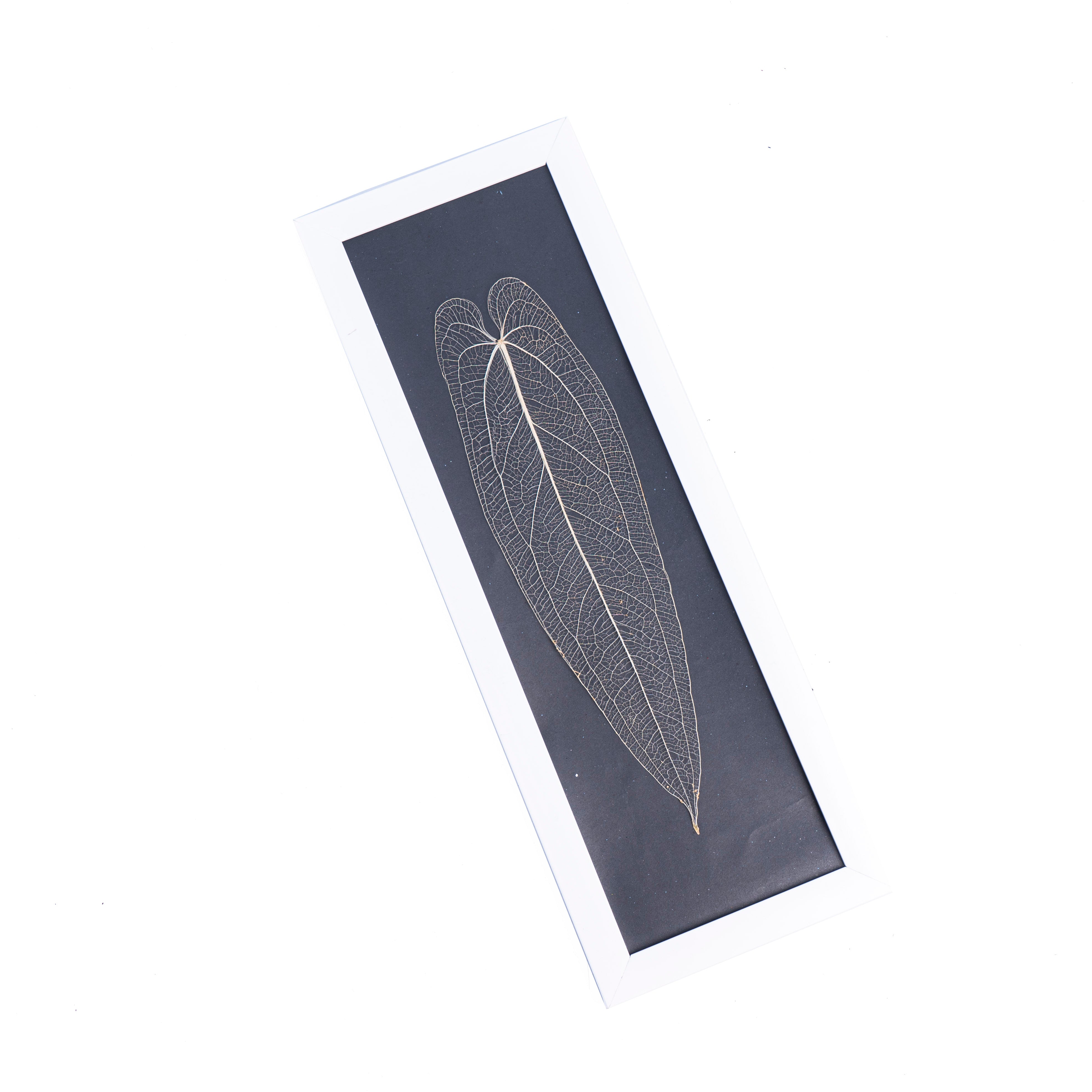 Leaf skeleton - (Anthurium Warocqueanum long leaf) - Aroidmarket