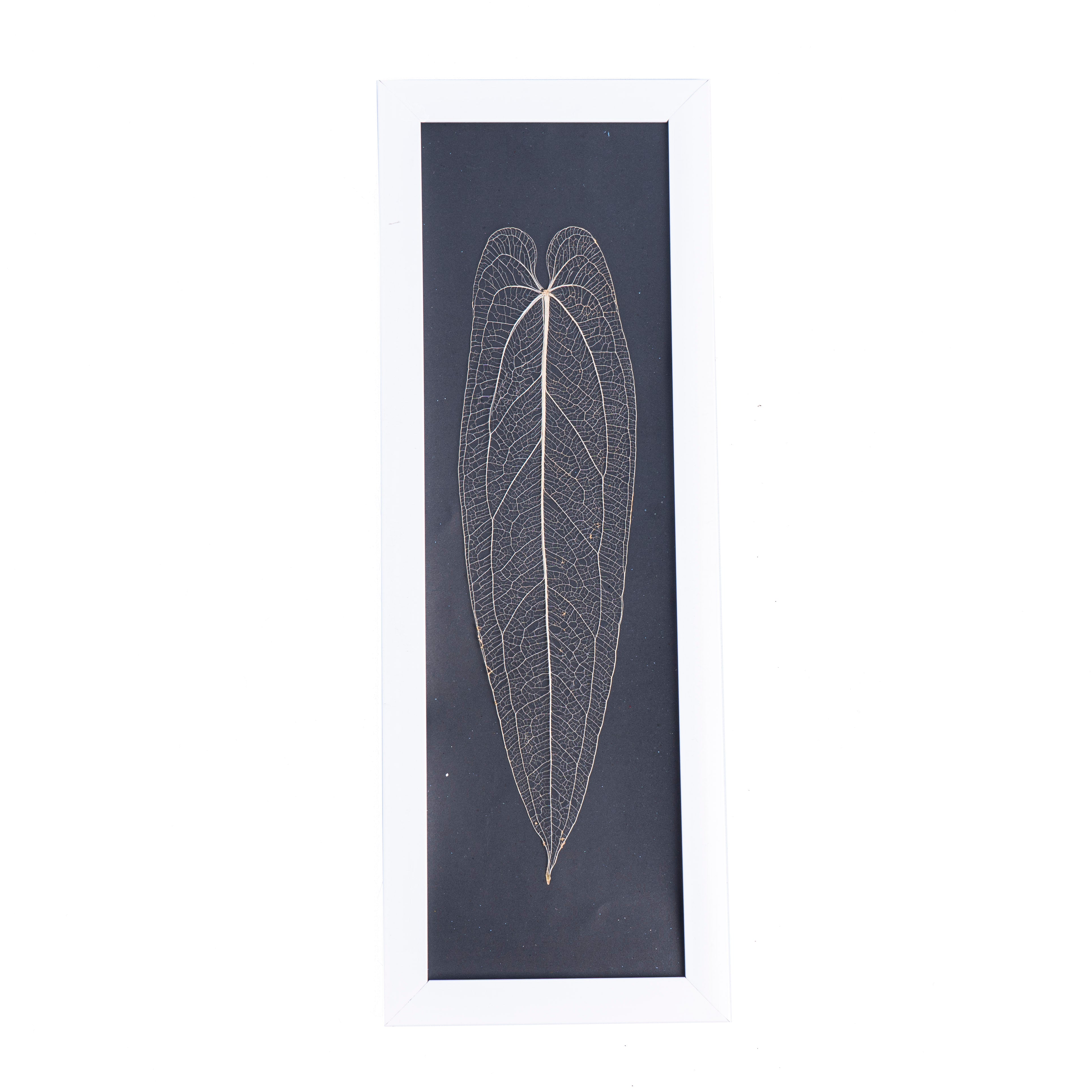 Leaf skeleton - (Anthurium Warocqueanum long leaf) - Aroidmarket