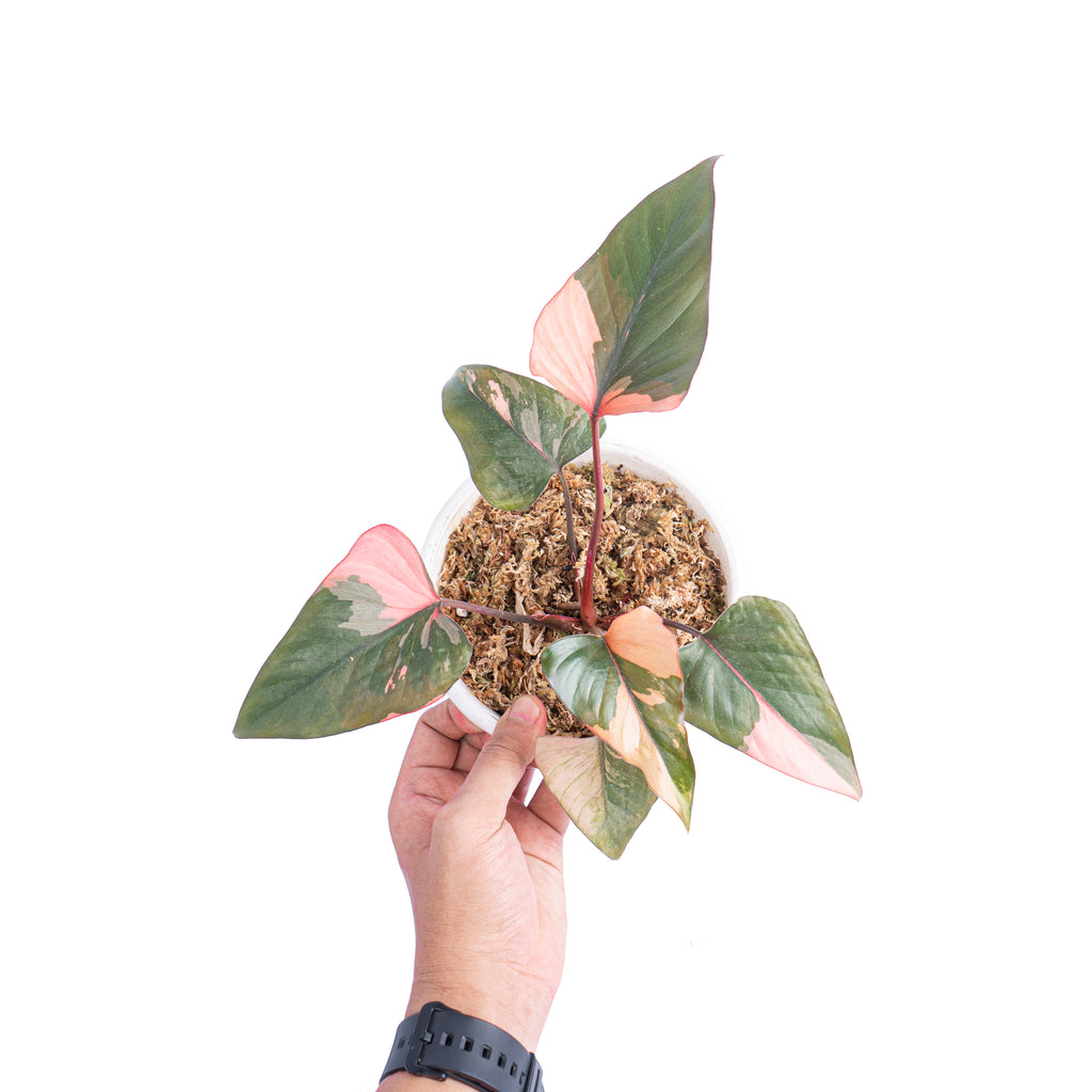 Homalomena pink diamond