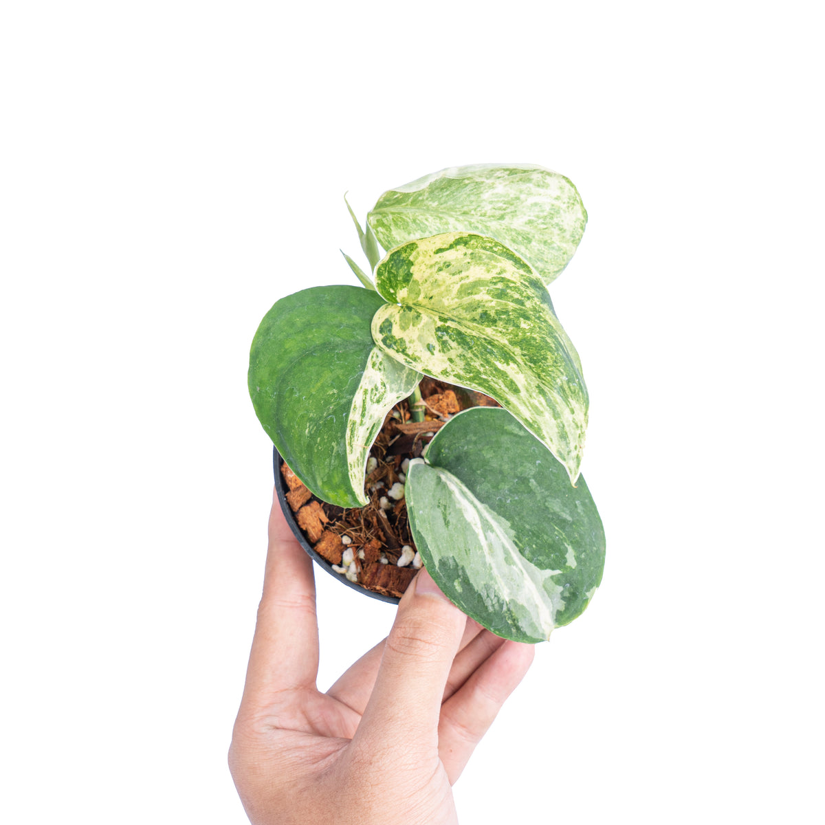 Scindapsus silver satin albo variegated
