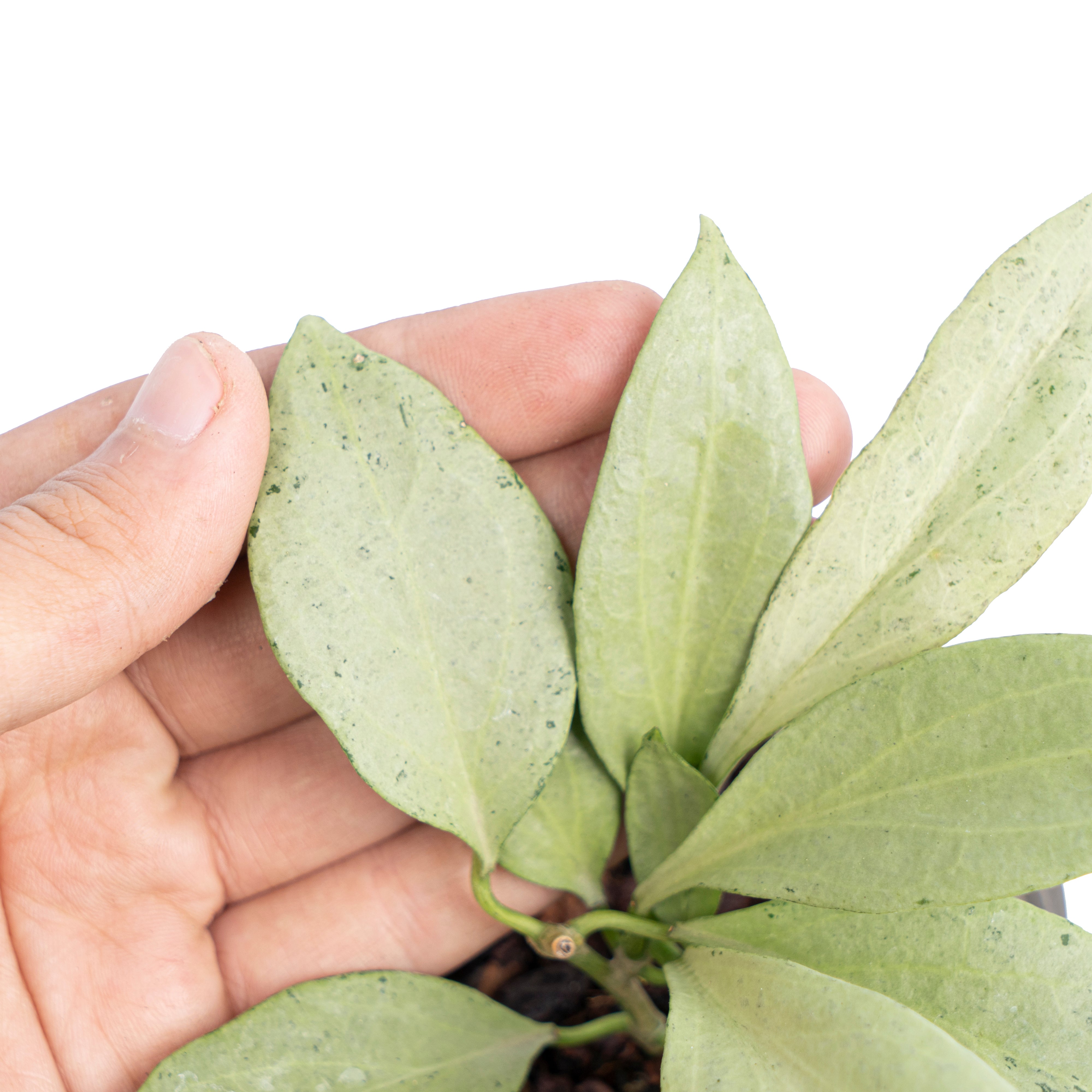 Hoya nicholsoniae New guinea ghost