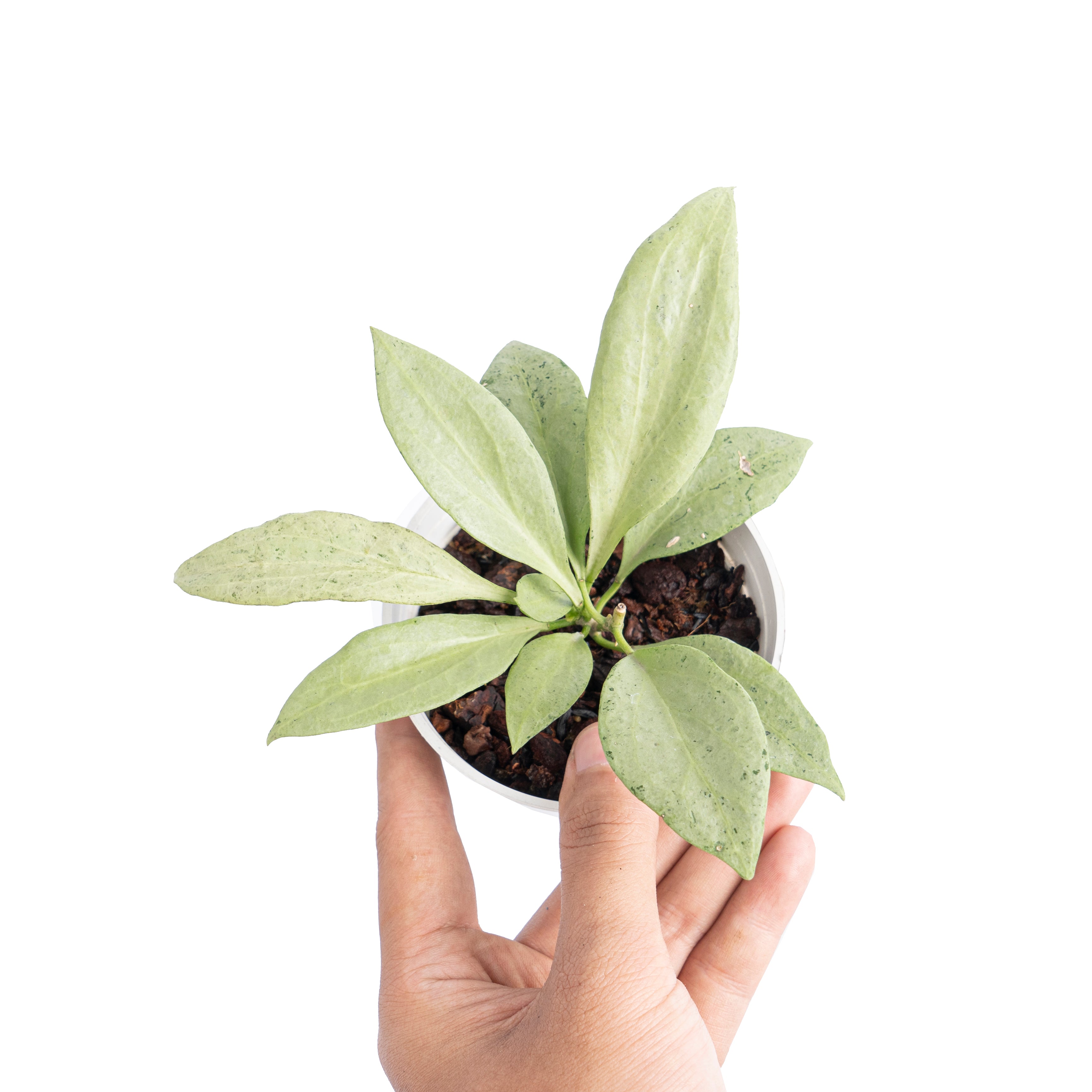 Hoya nicholsoniae New guinea ghost