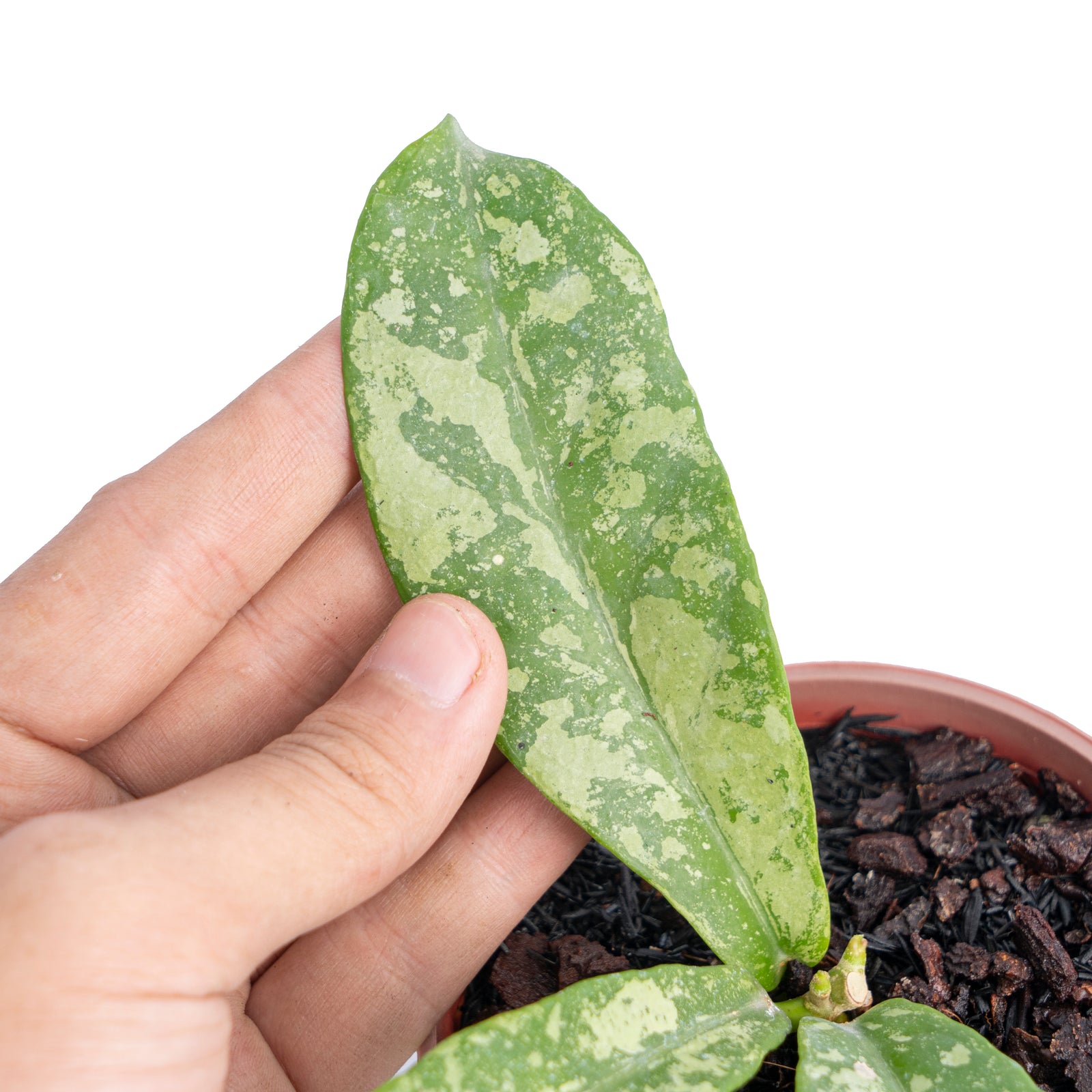 Hoya buntokensis splash Sp Kapuas – Aroid Market