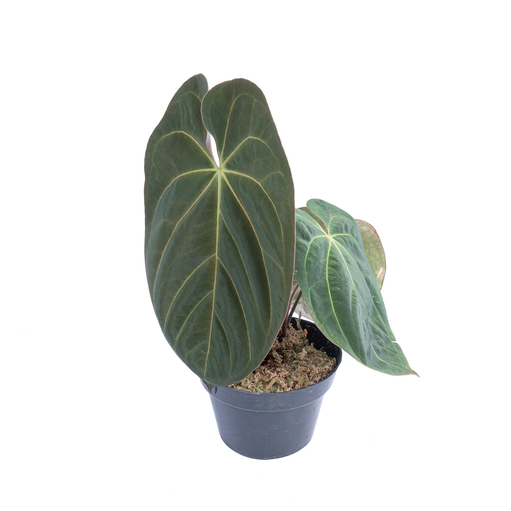 Anthurium hoffmanii hybrid - Mature size – Aroid Market