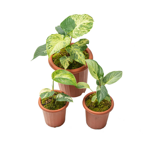 albo dieffenbachia Dieffenbachia Round Leaf Albo Variegated – Aroid Market