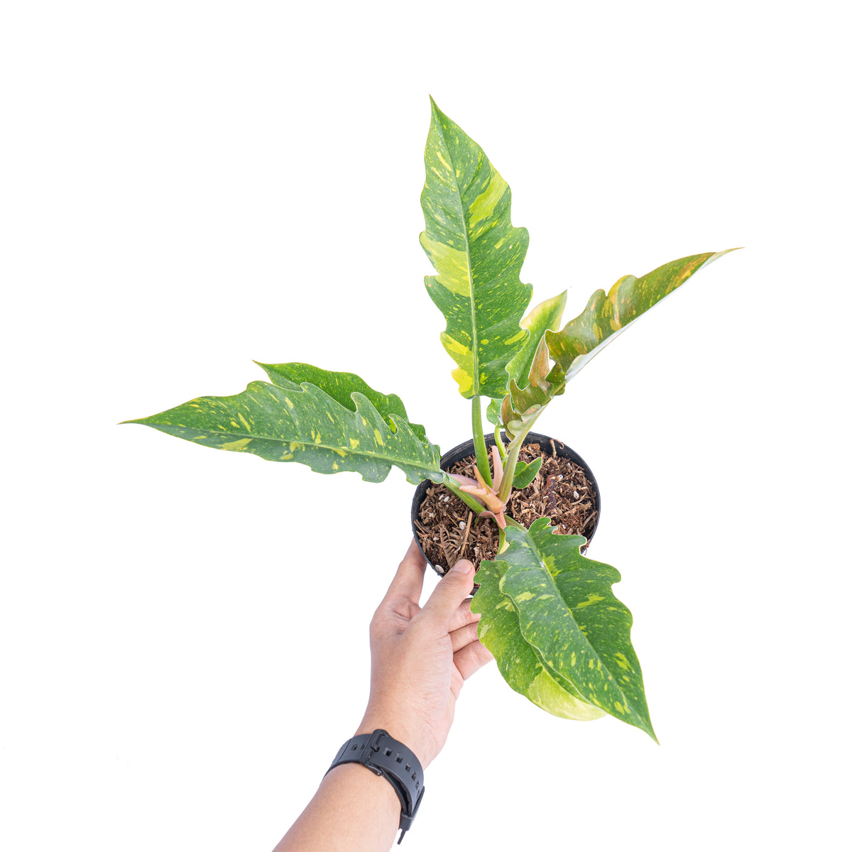 ALTMAN PLANTS Variegated Philodendron Plant Ring of Fire, 6 in. White Decorative Pot, Variegated Houseplant, Indoor House Plant Gift