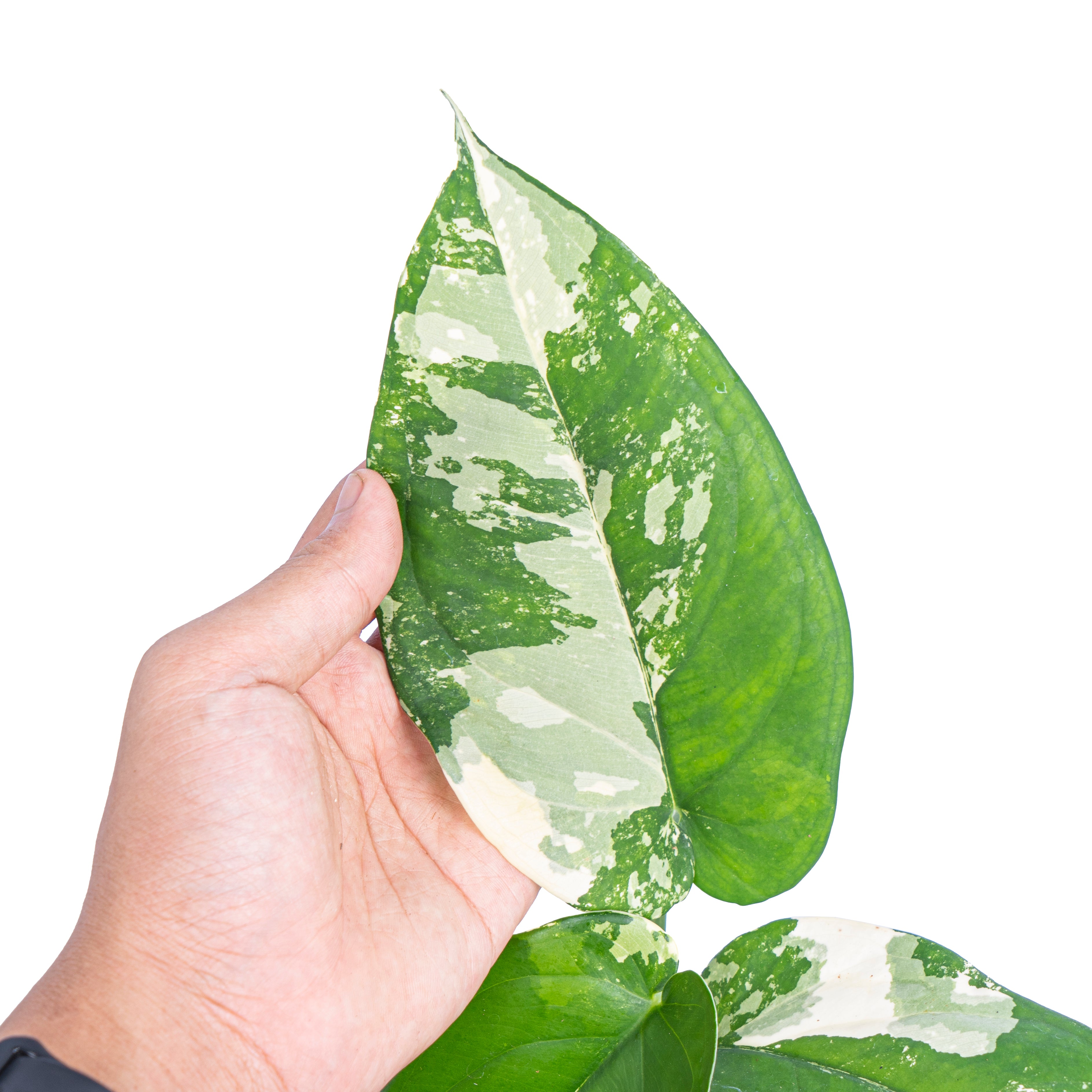 Syngonium Chiapense Variegated  - Aroidmarket