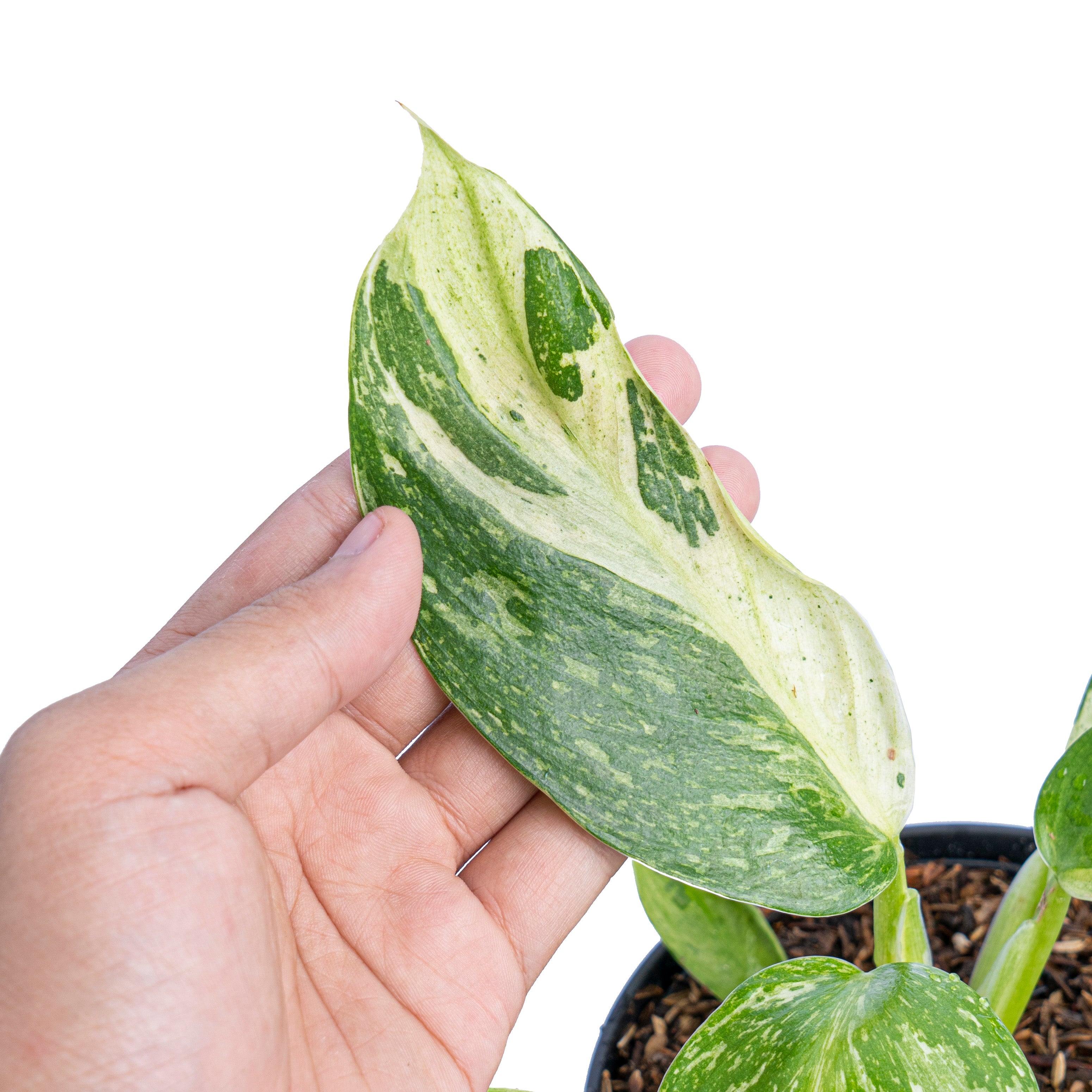 Philodendron Jose Buono