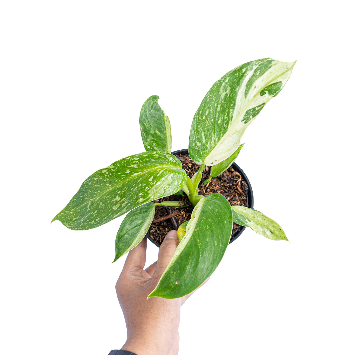 about philodendron jose buono australia Philodendron 'Jose Buono'