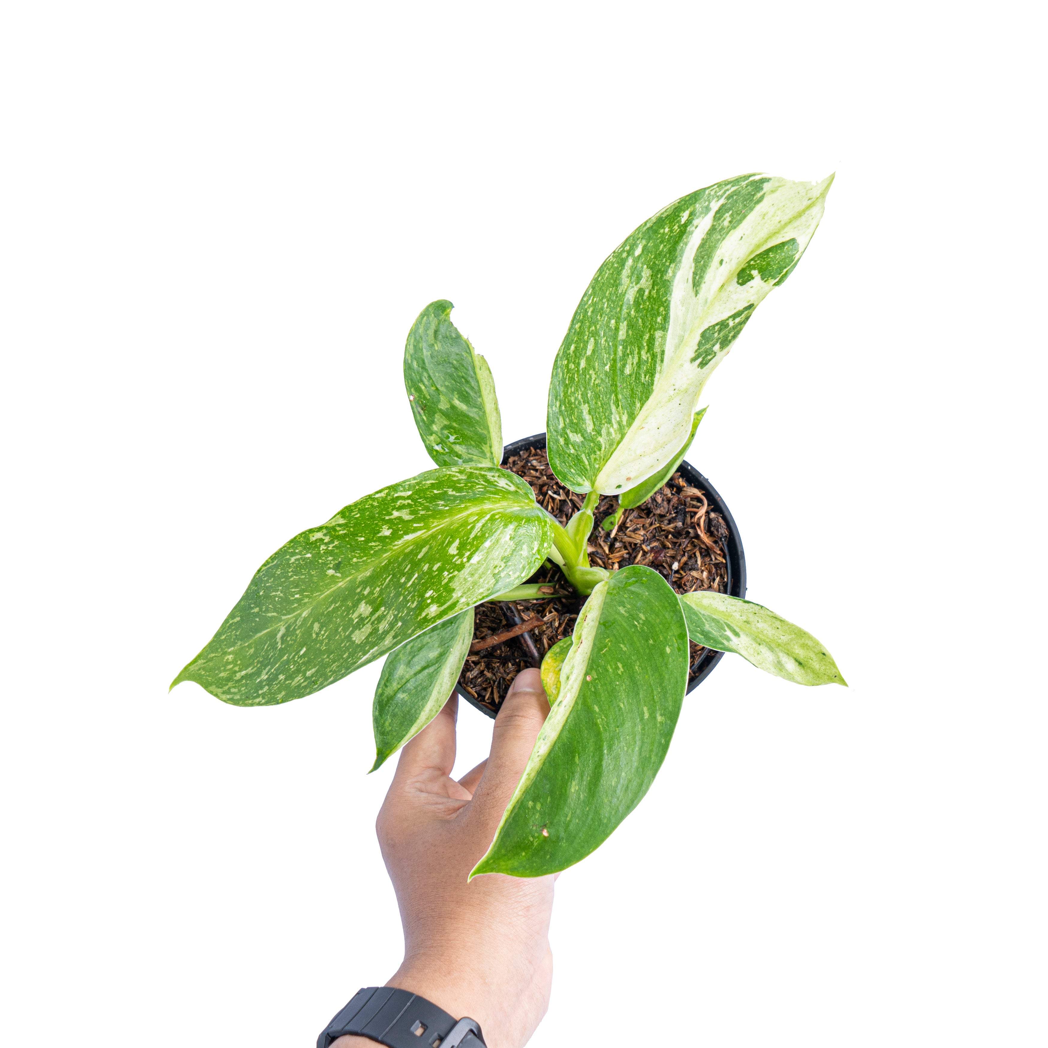 Philodendron Jose Buono