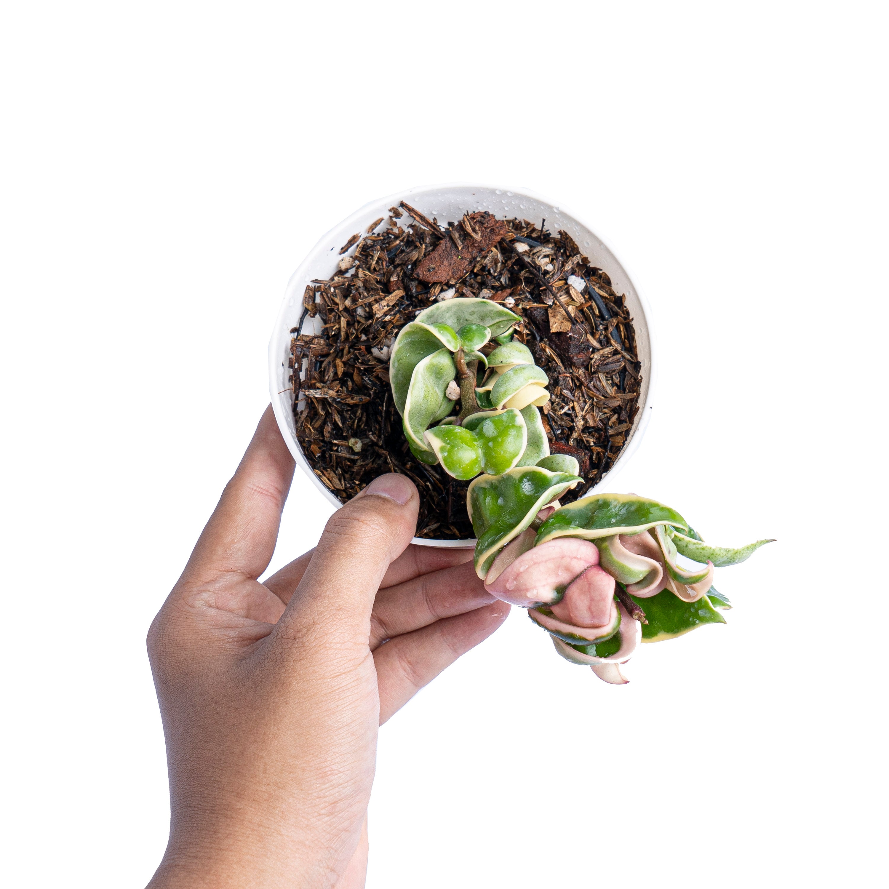 Hoya Hindu Rope Variegated