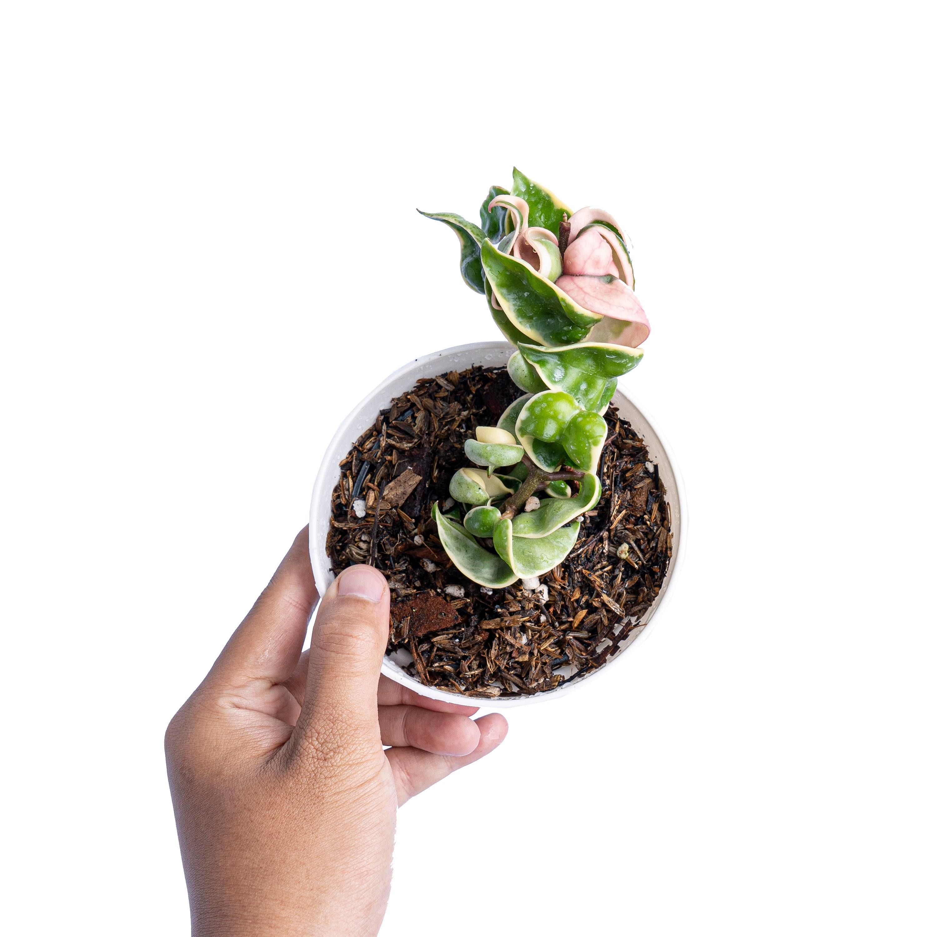 Hoya Hindu Rope Variegated