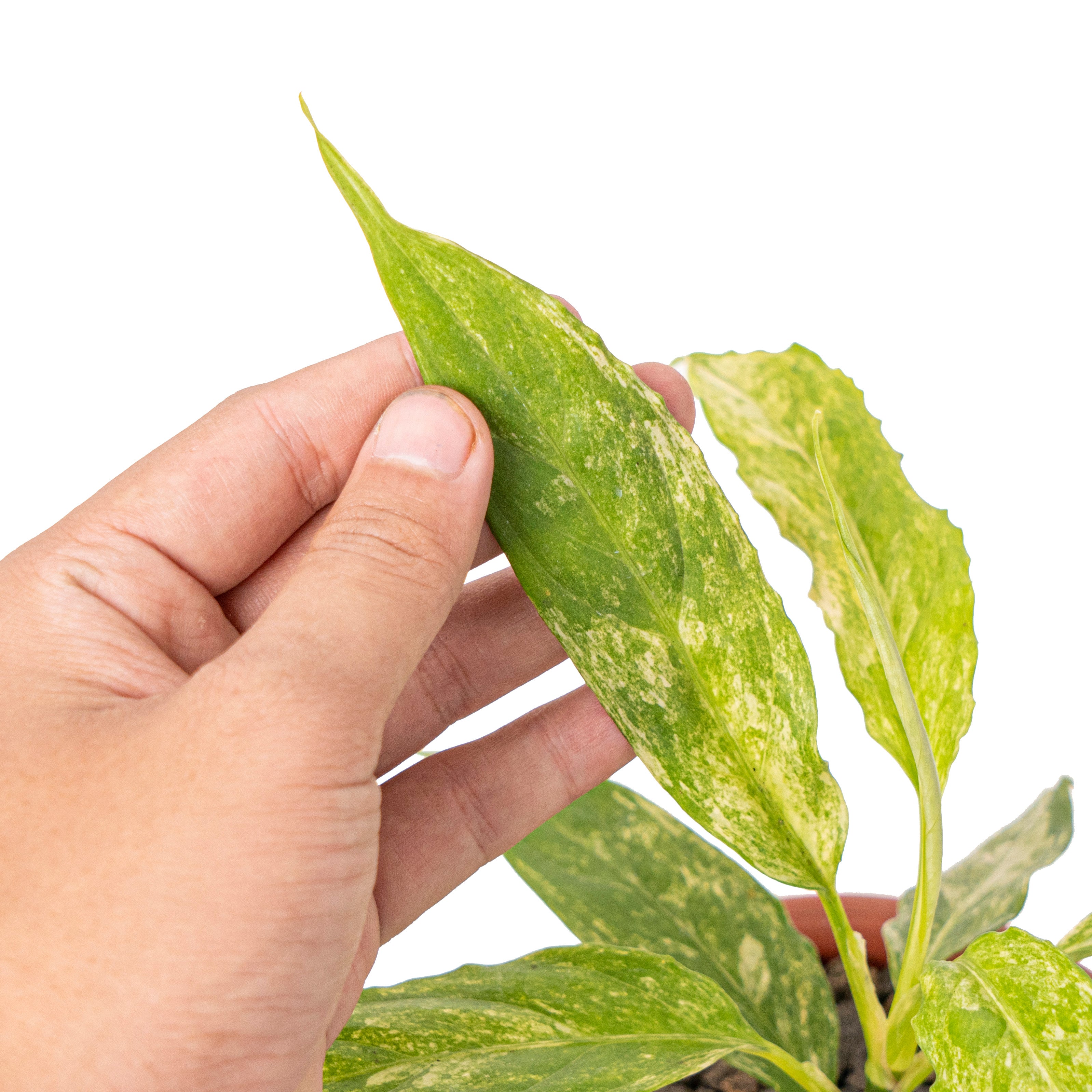 Aglaonema simplex variegated