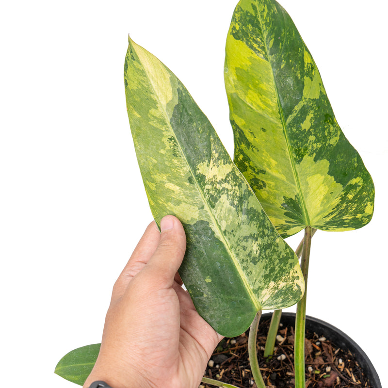 Philodendron whipple way variegated