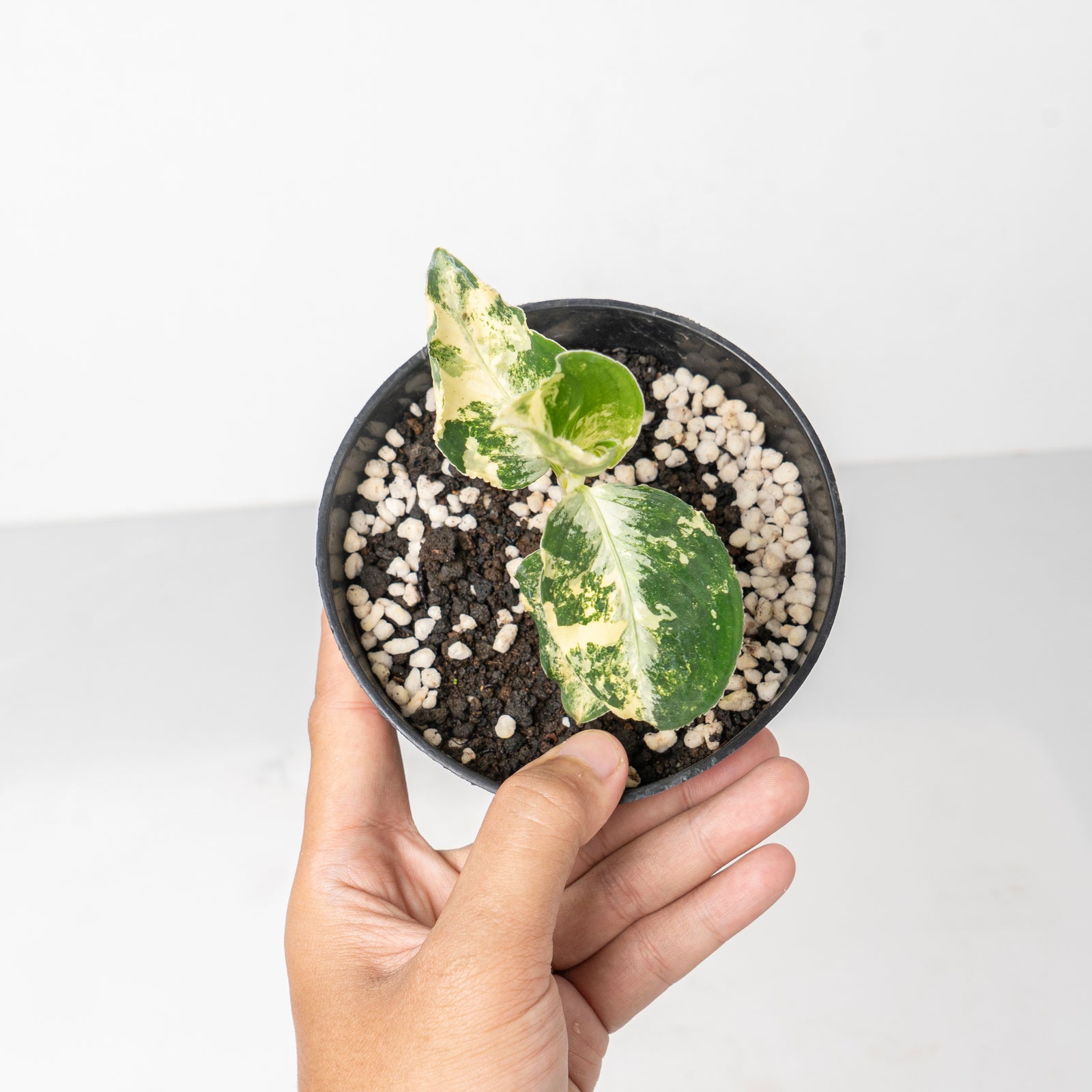 Aglaonema pictum bicolor variegated – Aroid Market