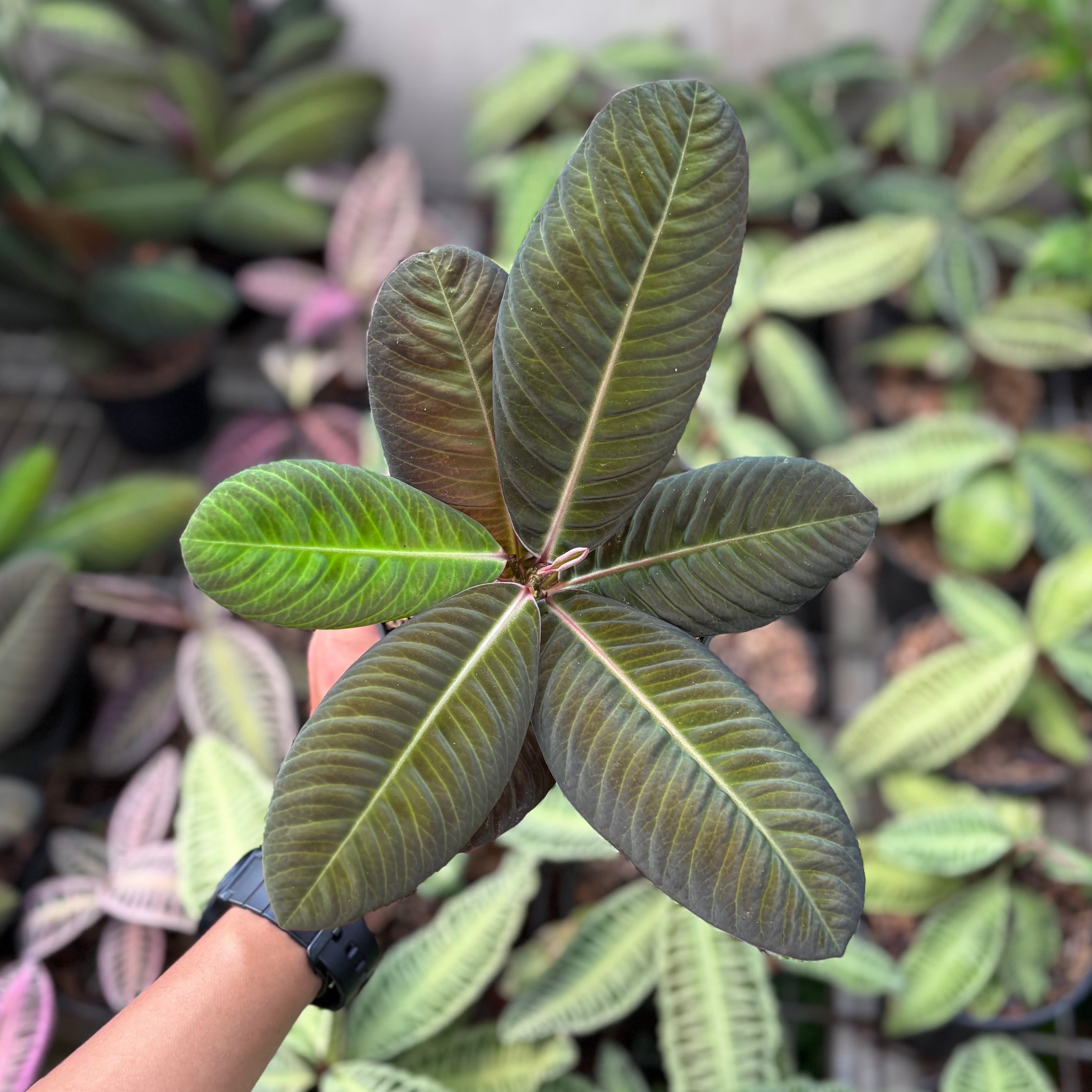 Labisia Sp Jangkang