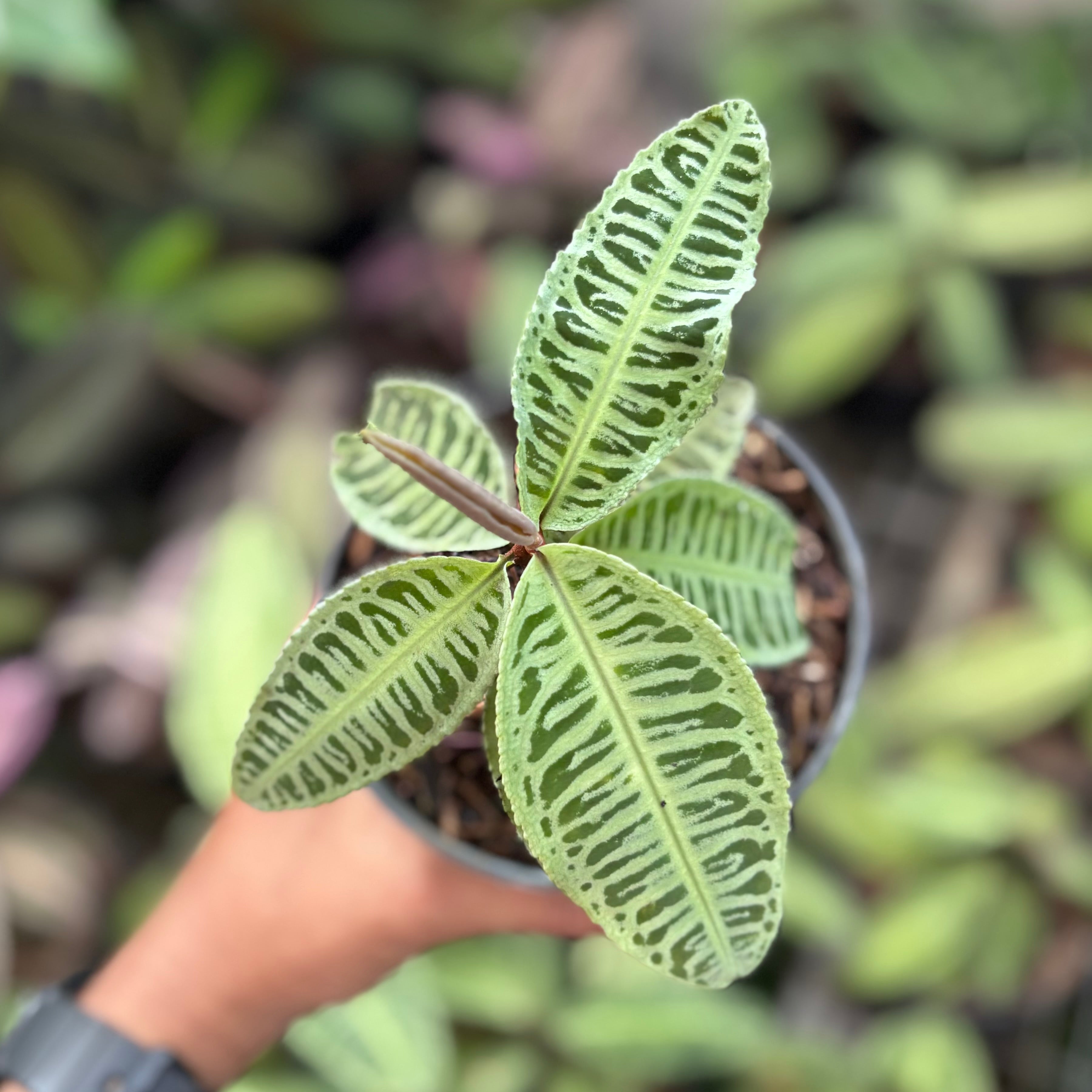 Labisia Sp Riau ‘fishbone’ - Rare pattern