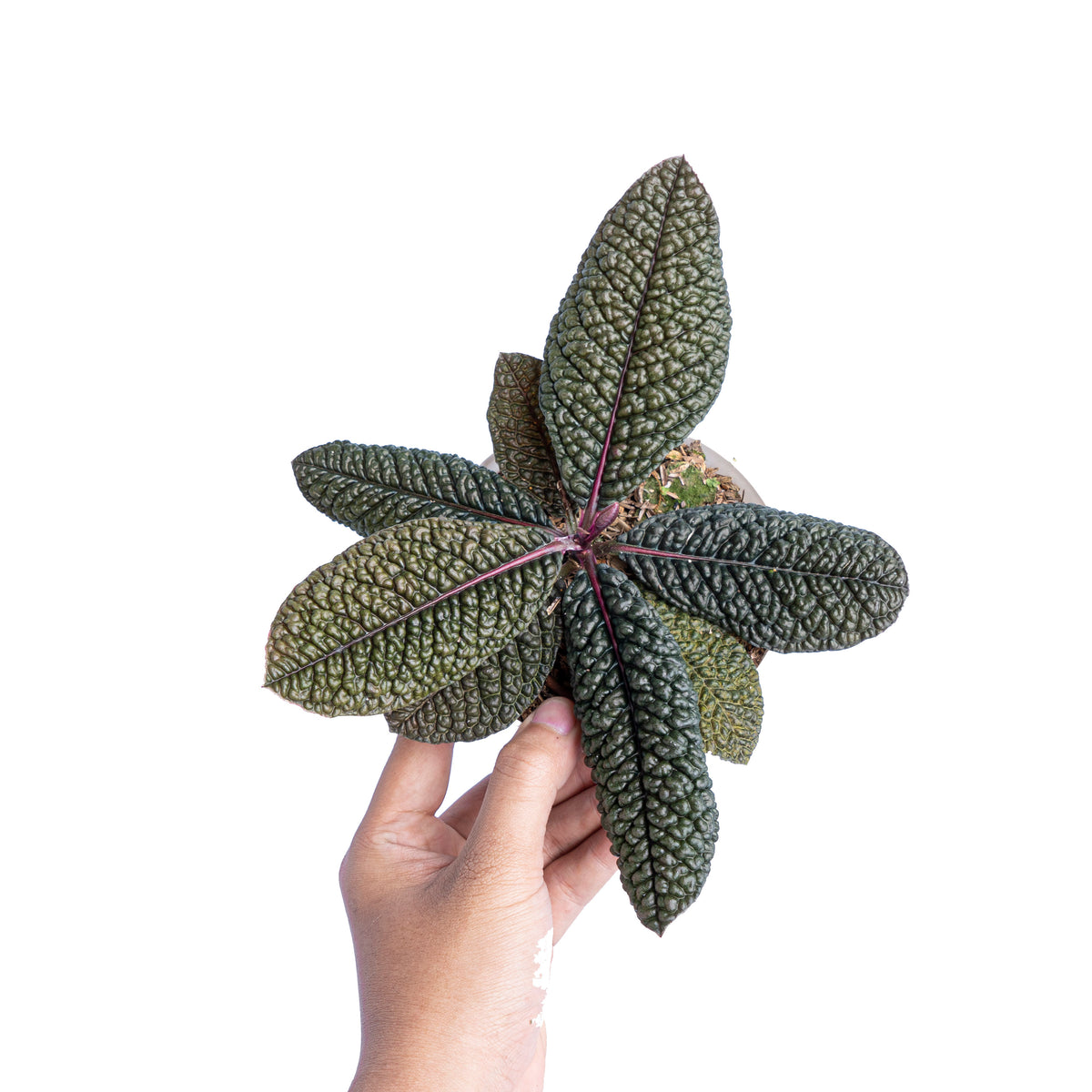 Labisia Sp dino skin