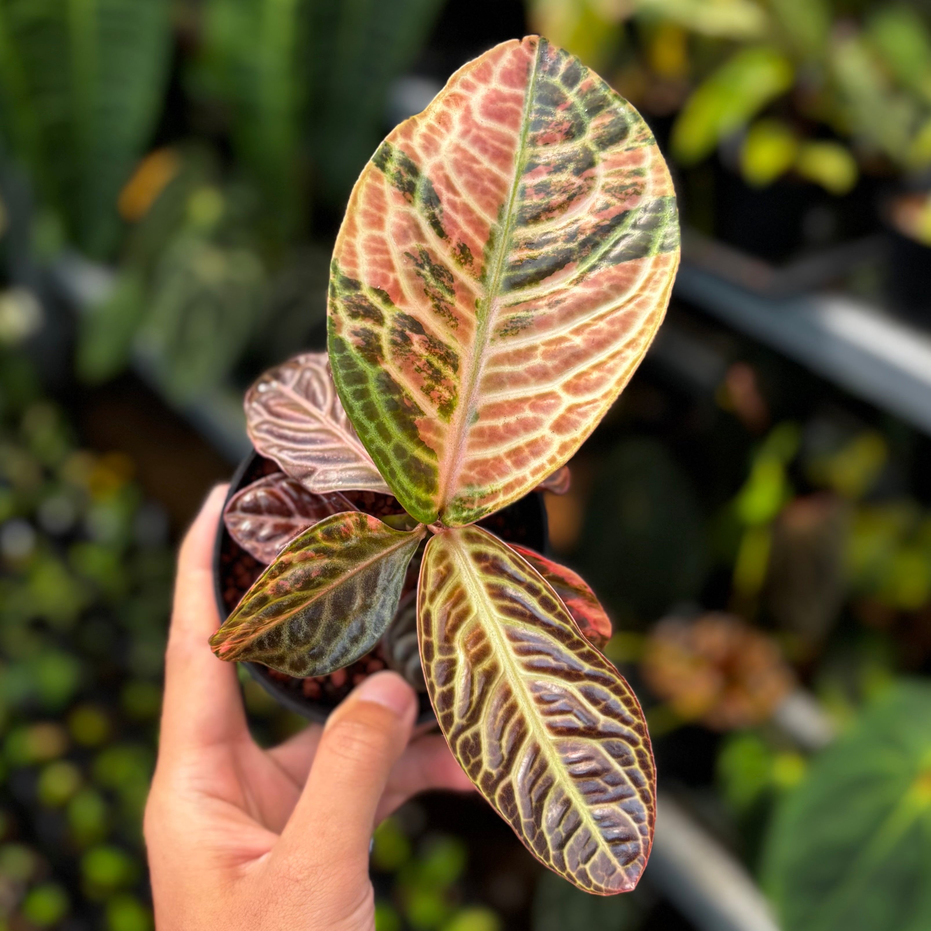 Labisia Turtle Back Variegated