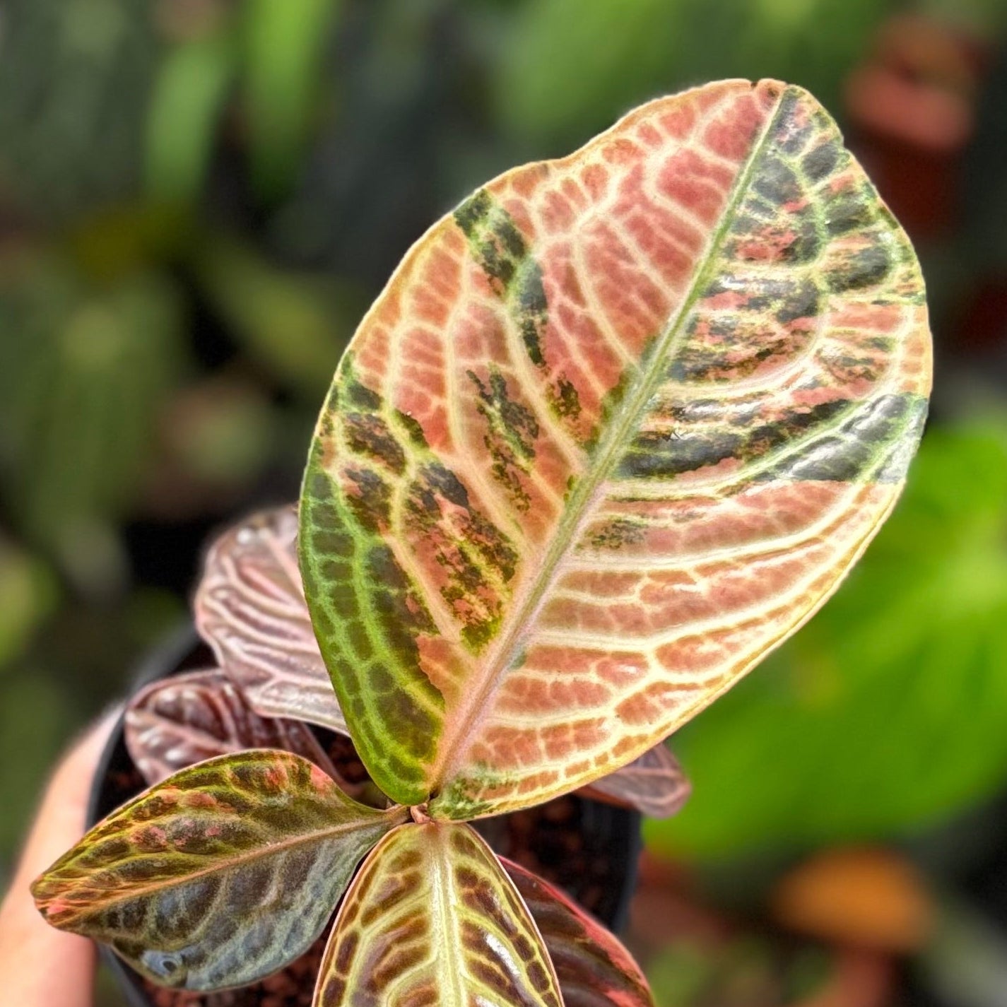 Labisia Turtle Back Variegated