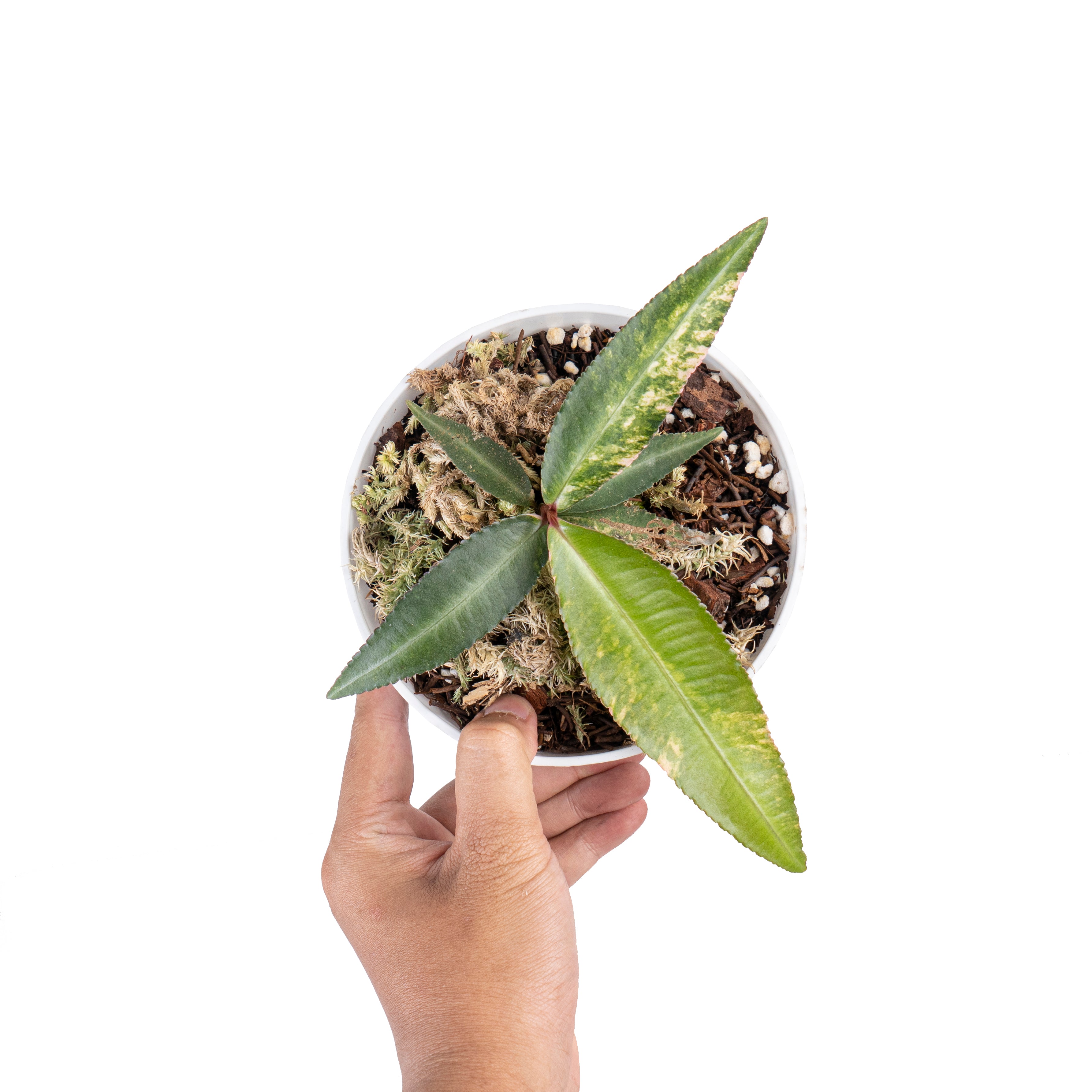 Labisia pumila variegated