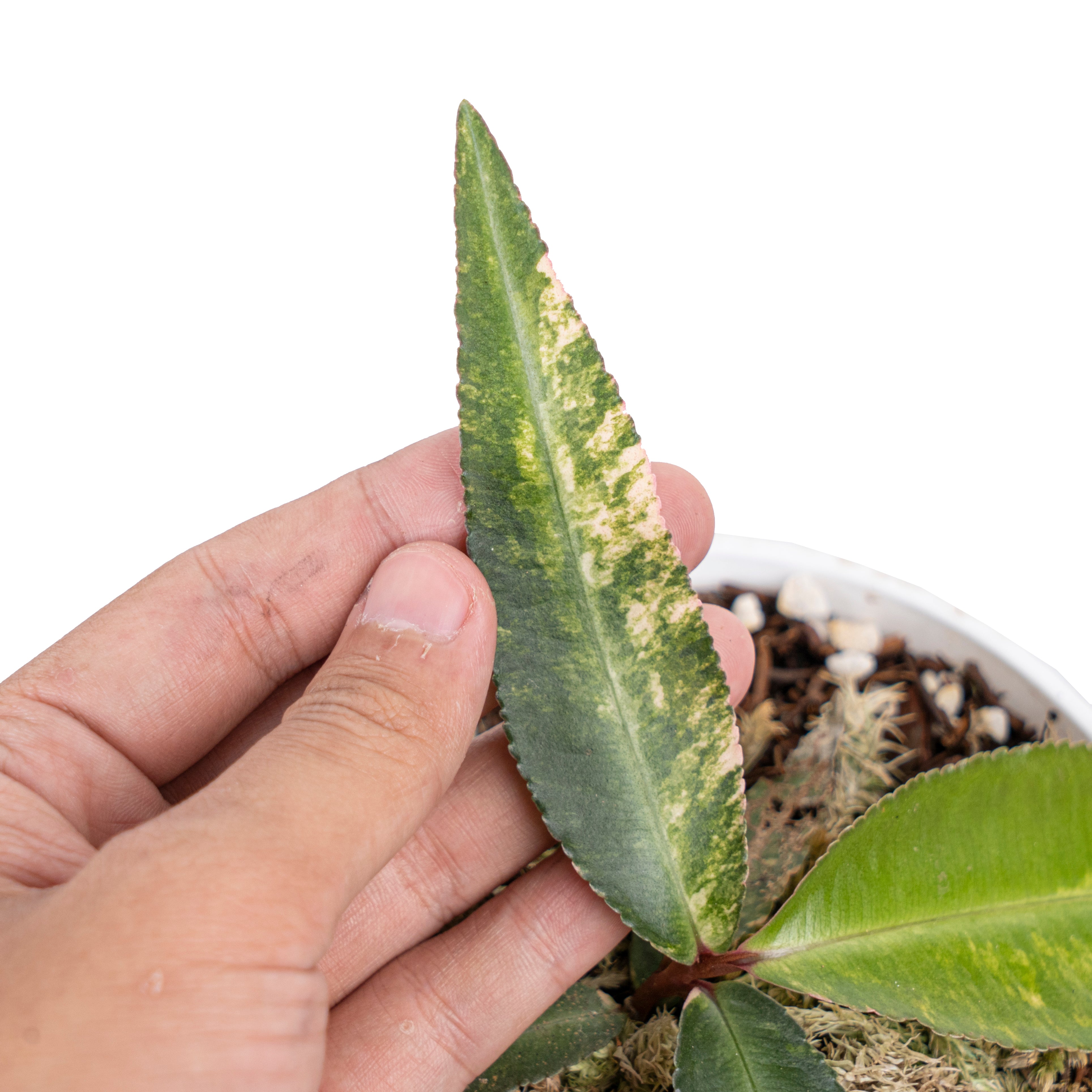 Labisia pumila variegated