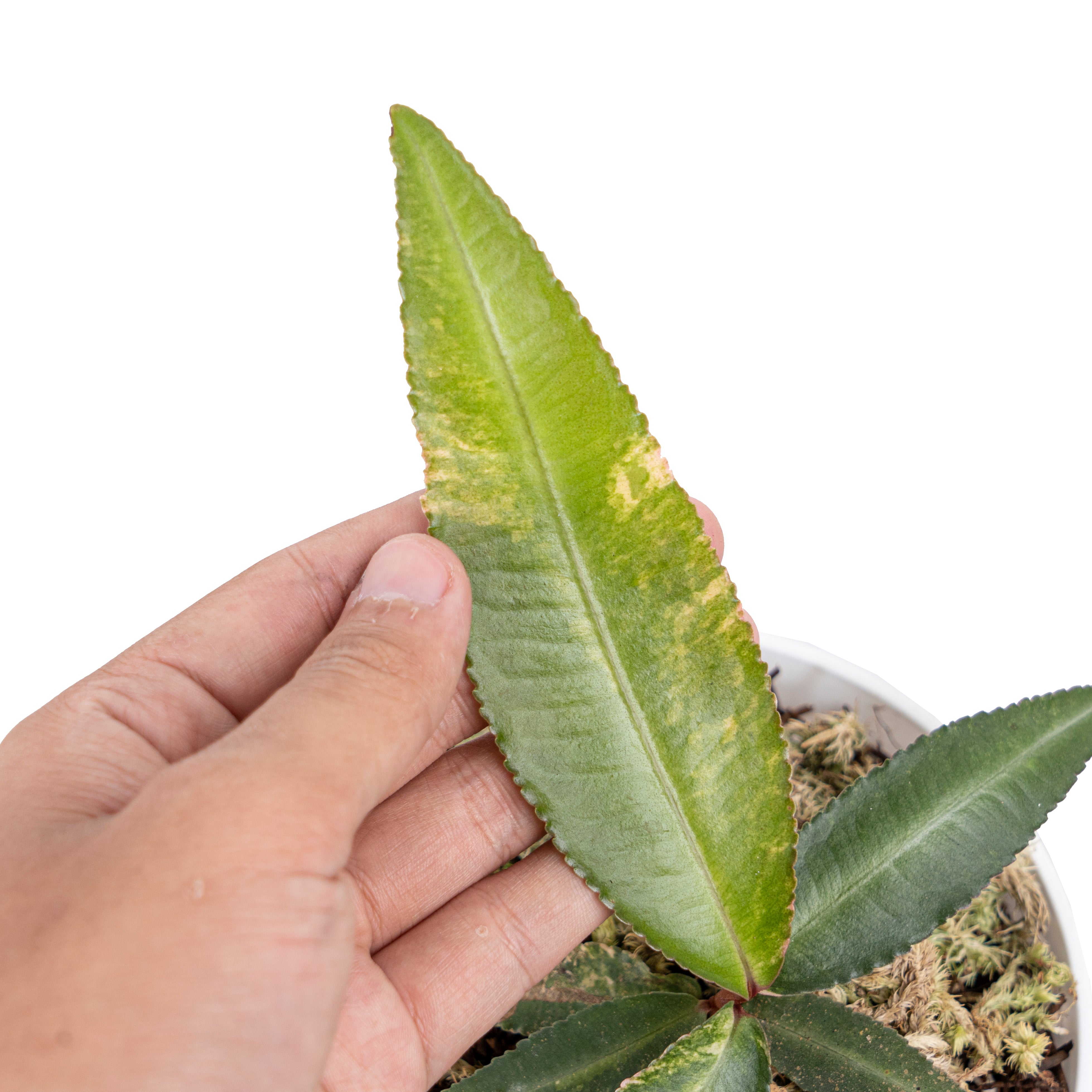 Labisia pumila variegated