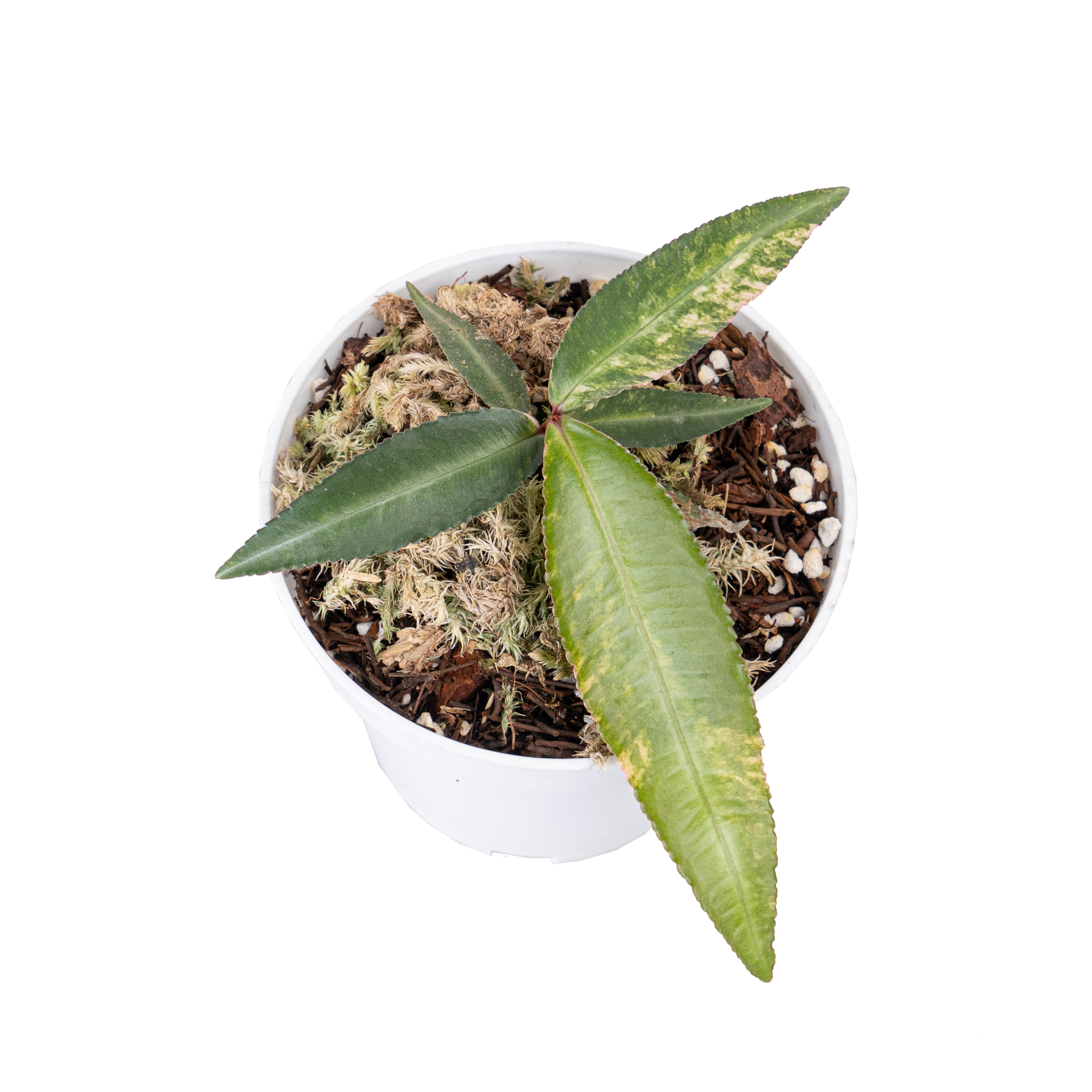 Labisia pumila variegated