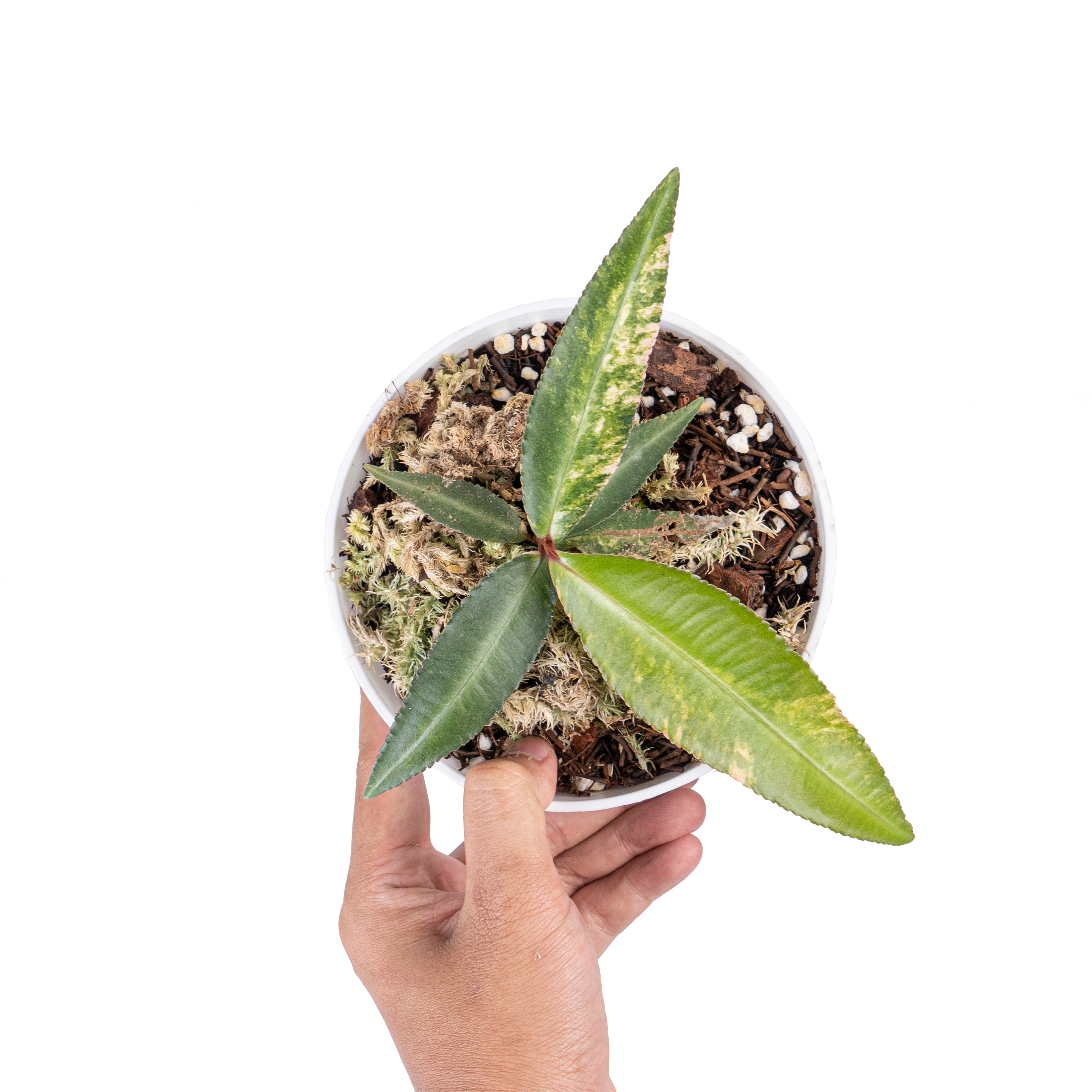 Labisia pumila variegated
