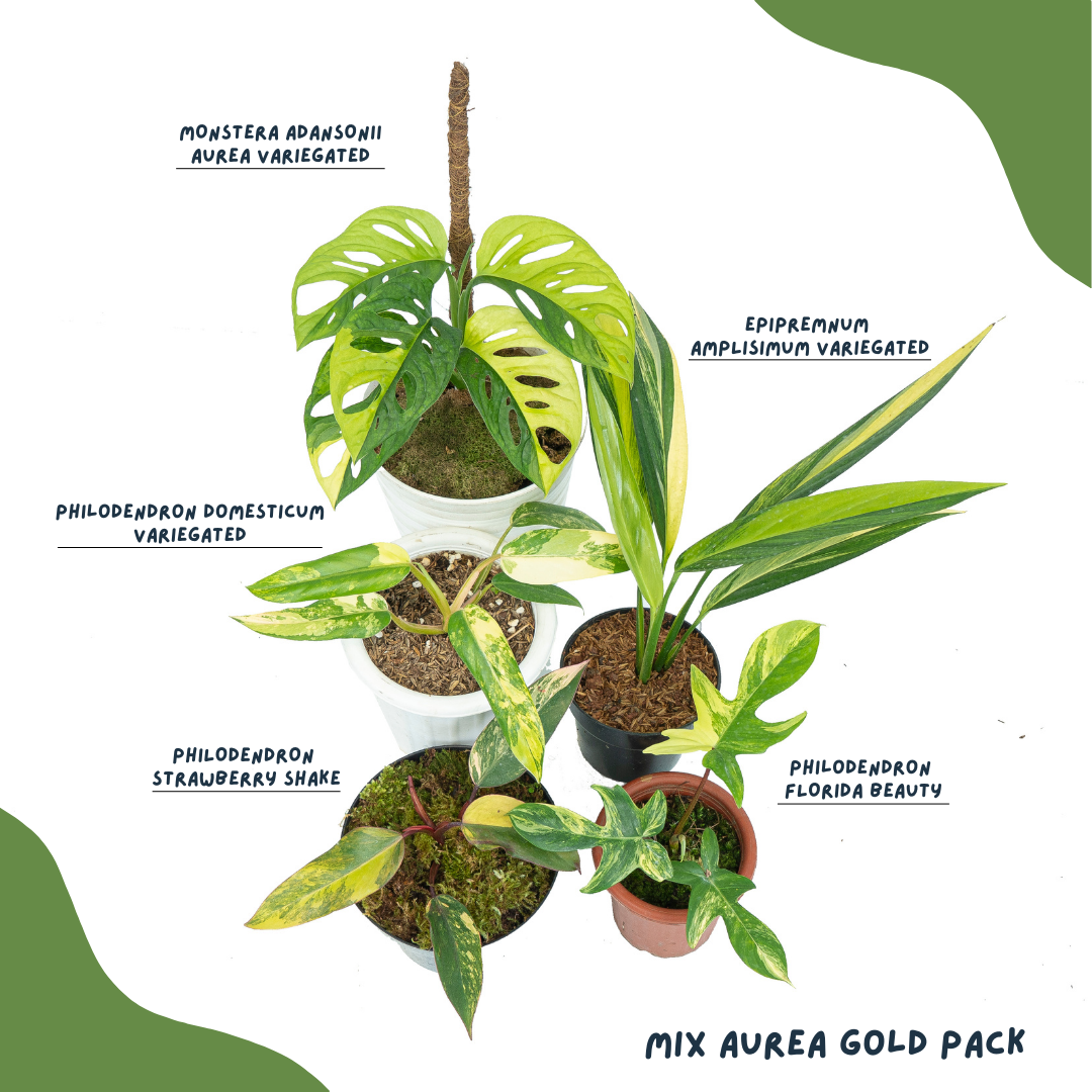 Mix Aurea Gold Pack