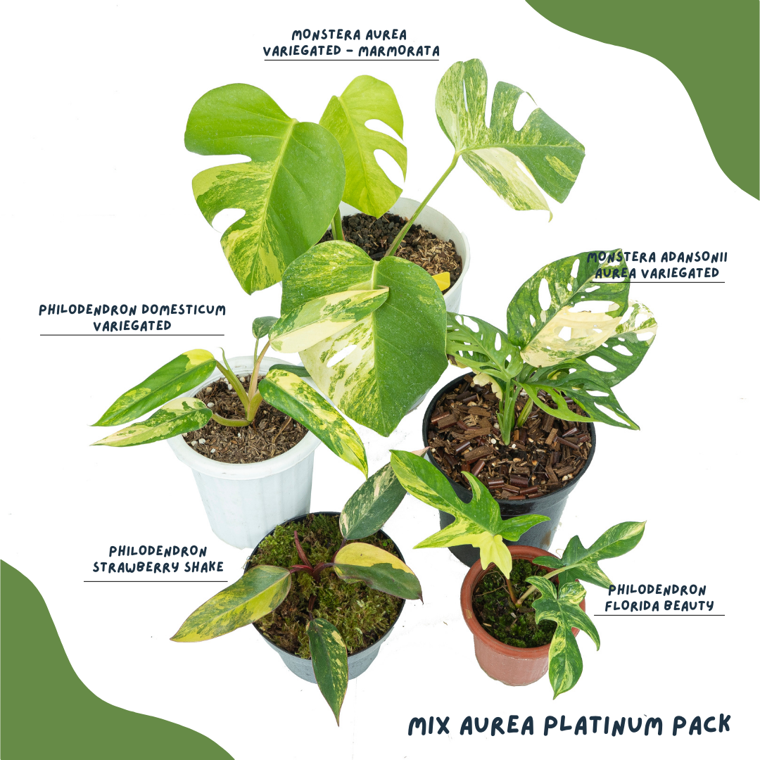 Mix Aurea Platinum Pack