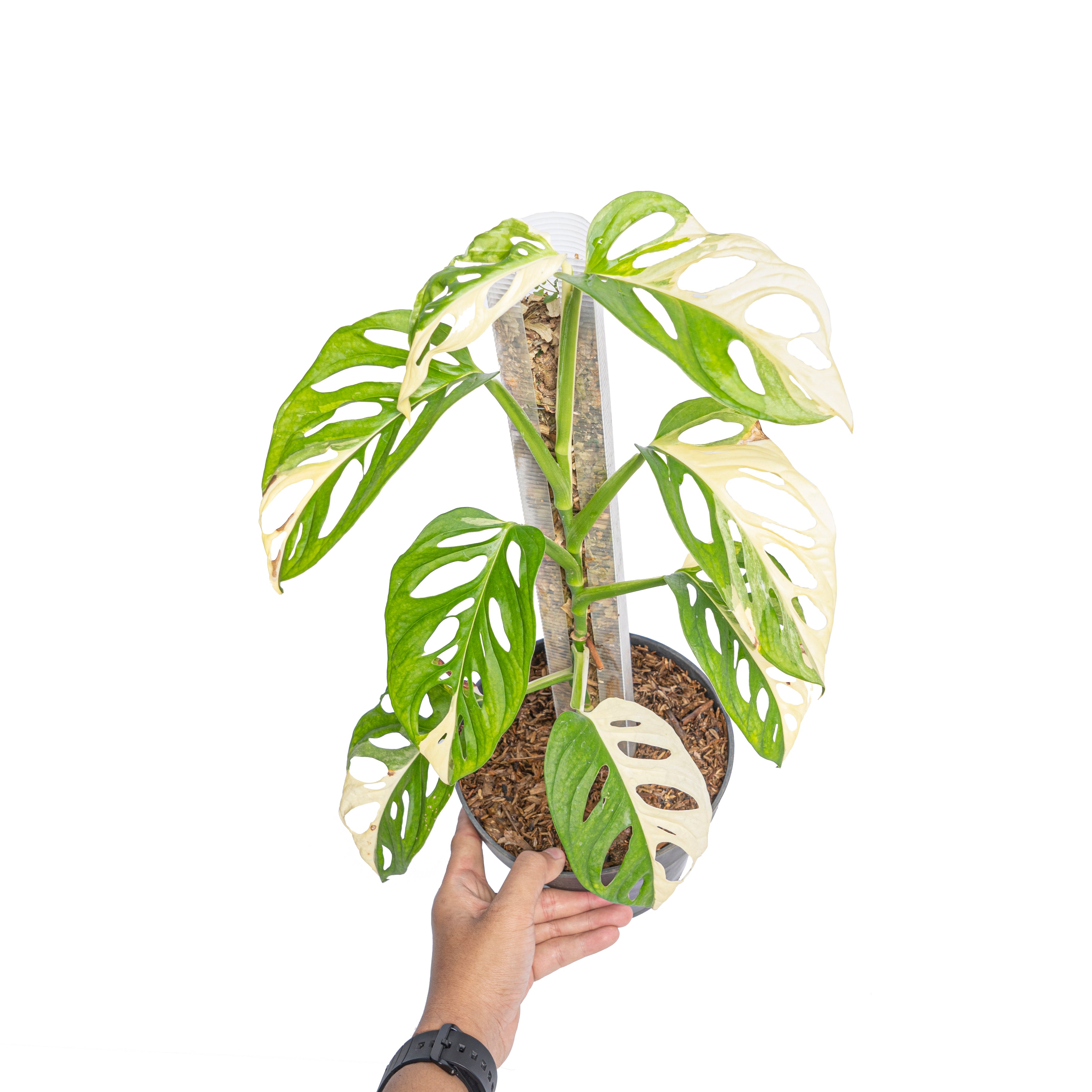 Monstera Adansonii Variegated - Mature size - Aroidmarket