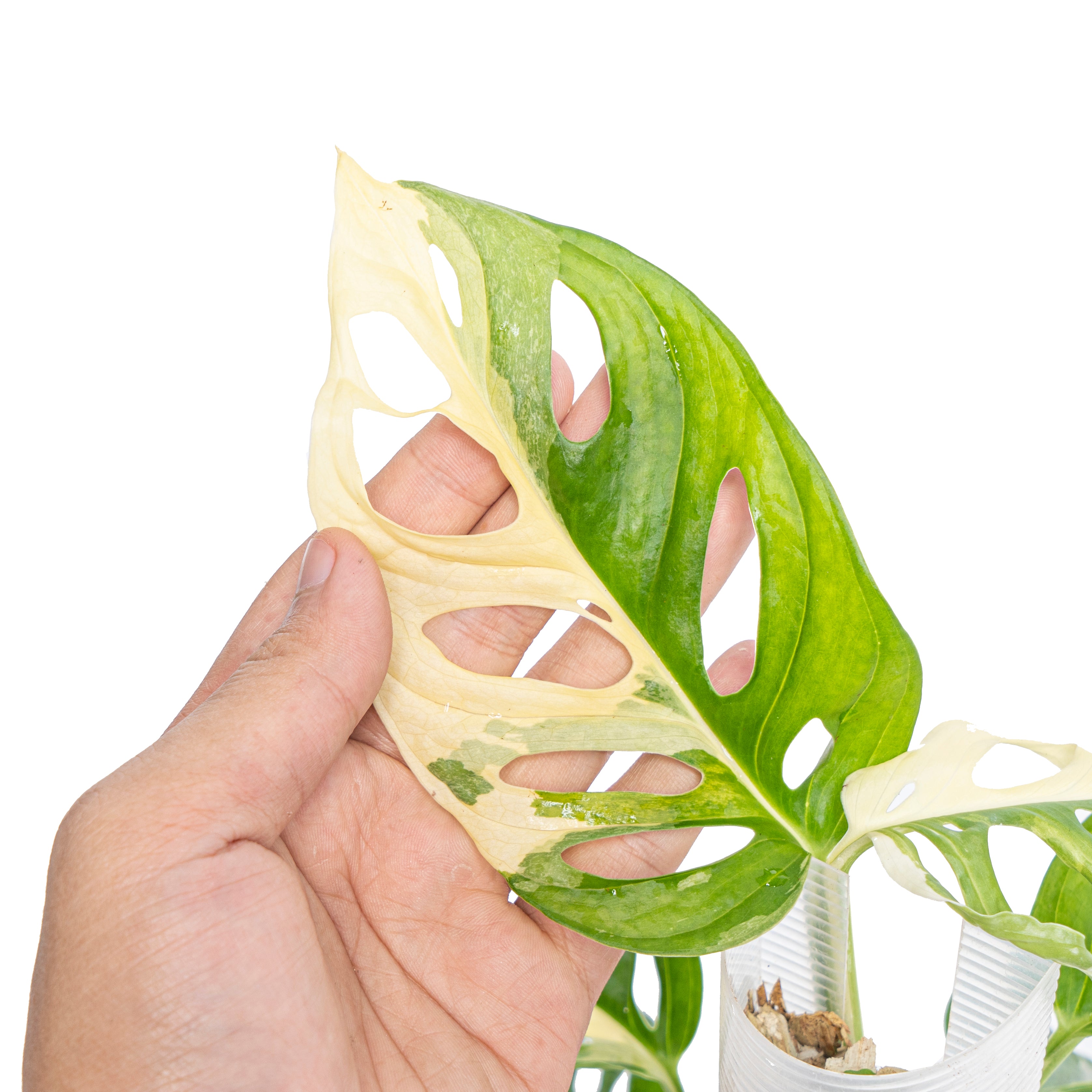 Monstera Adansonii Variegated - Mature size - Aroidmarket